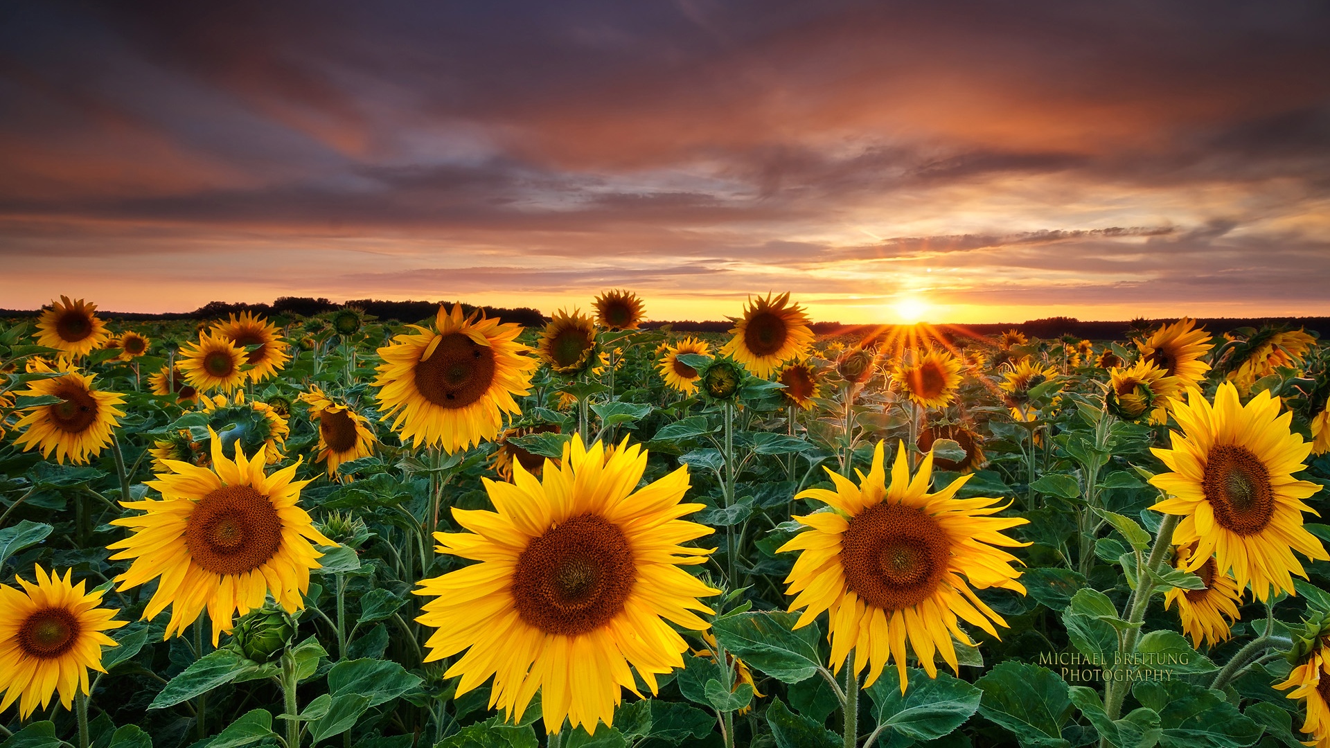 269786 télécharger l'image tournesol, fleur jaune, fleurs, terre/nature, fleur, coucher de soleil - fonds d'écran et économiseurs d'écran gratuits
