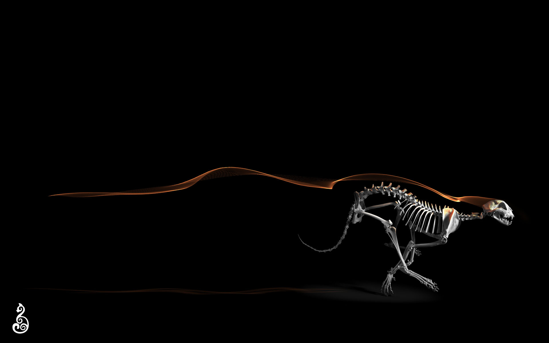 Free download wallpaper Dark, Skeleton on your PC desktop