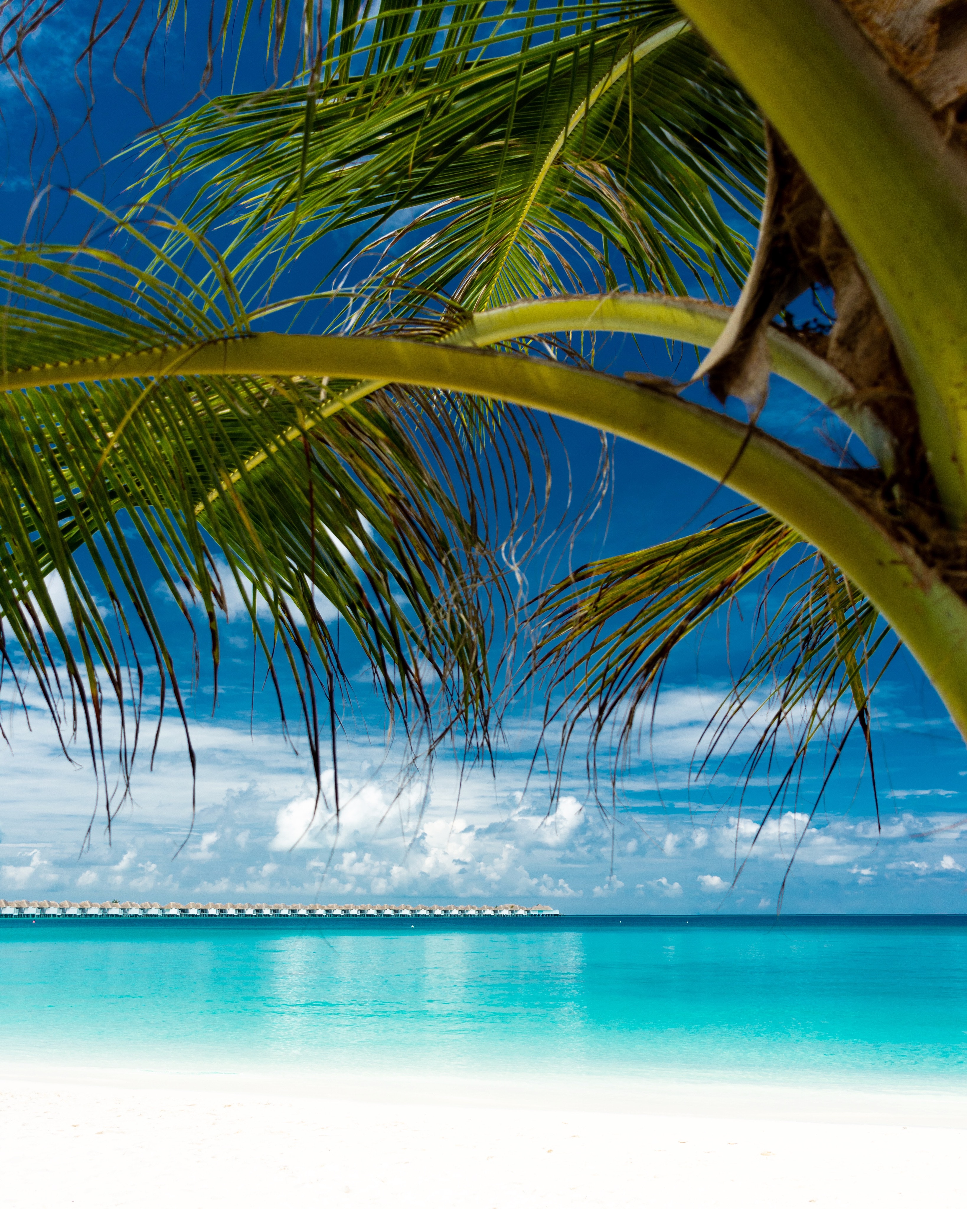 Laden Sie das Küste, Palm, Natur, Ozean, Palme, Tropen, Strand-Bild kostenlos auf Ihren PC-Desktop herunter