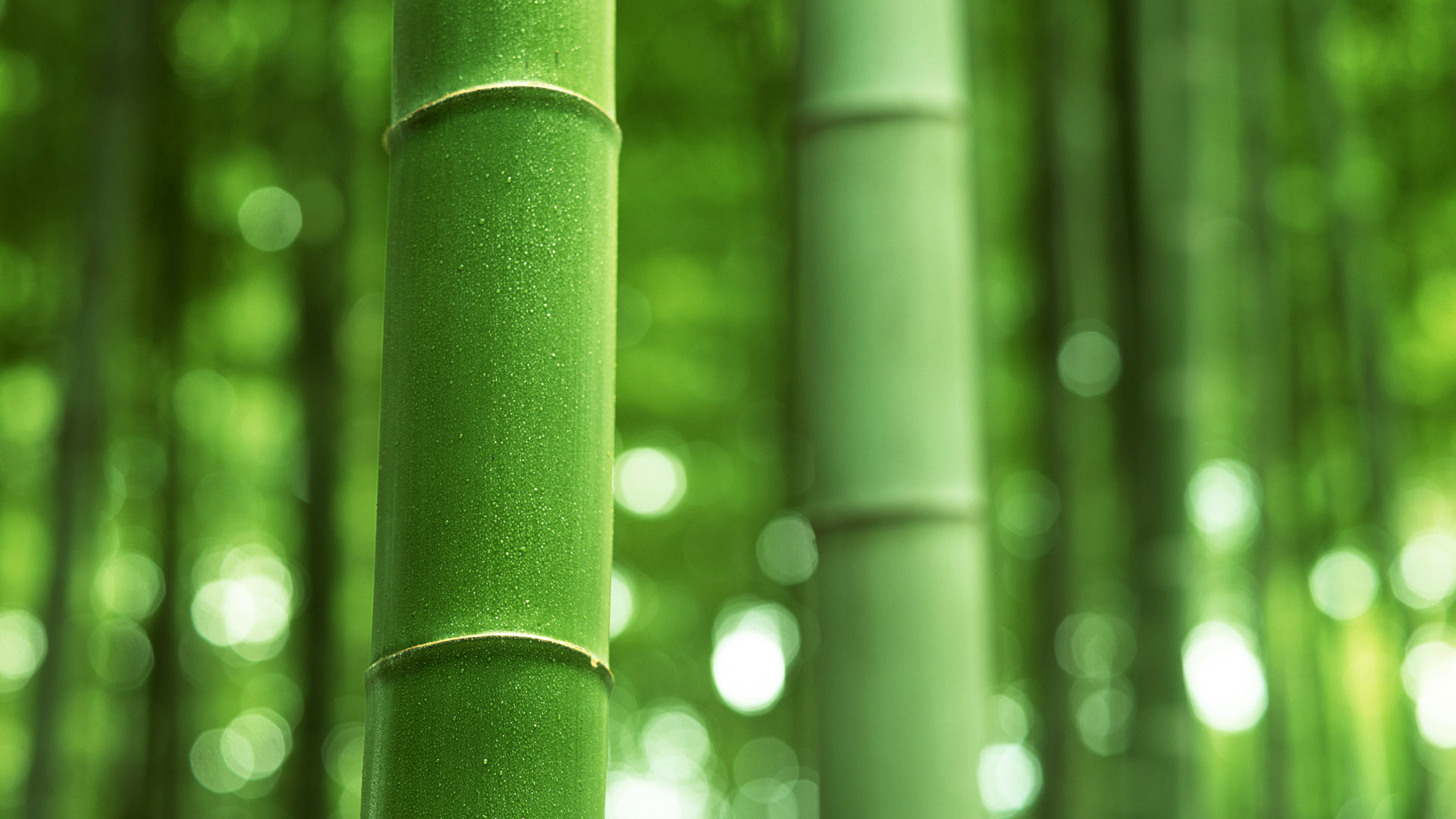  Bamboo HQ Background Wallpapers