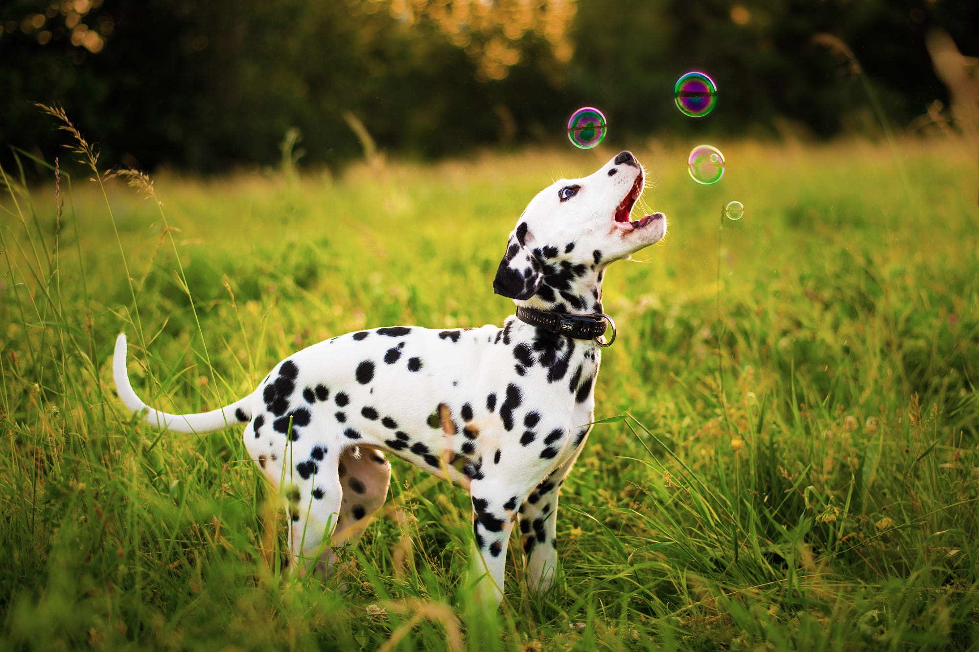 Free download wallpaper Dogs, Animal, Puppy, Dalmatian, Baby Animal on your PC desktop