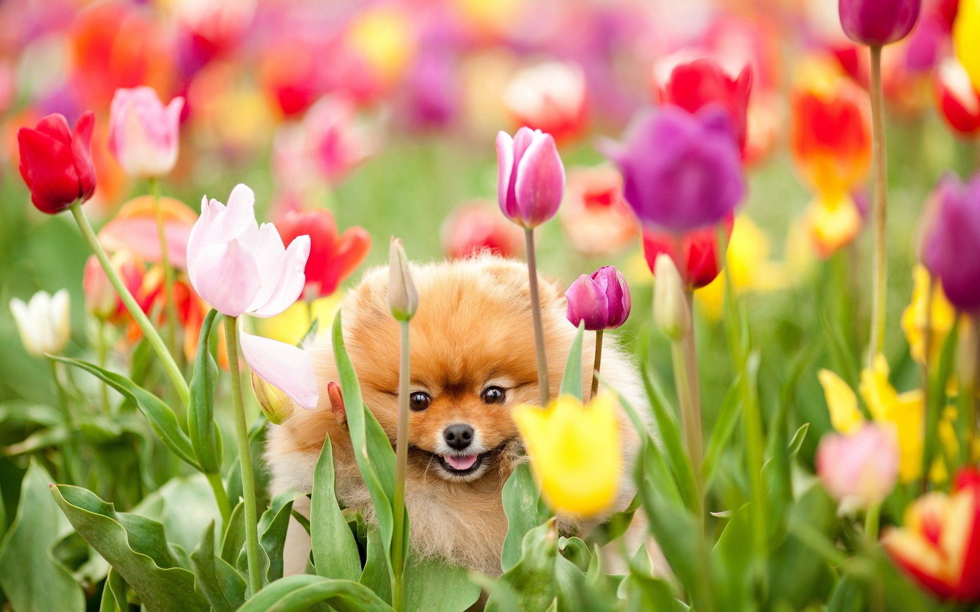 129440 скачать обои тюльпаны, щенок, собака, цветы, поле, животные - заставки и картинки бесплатно