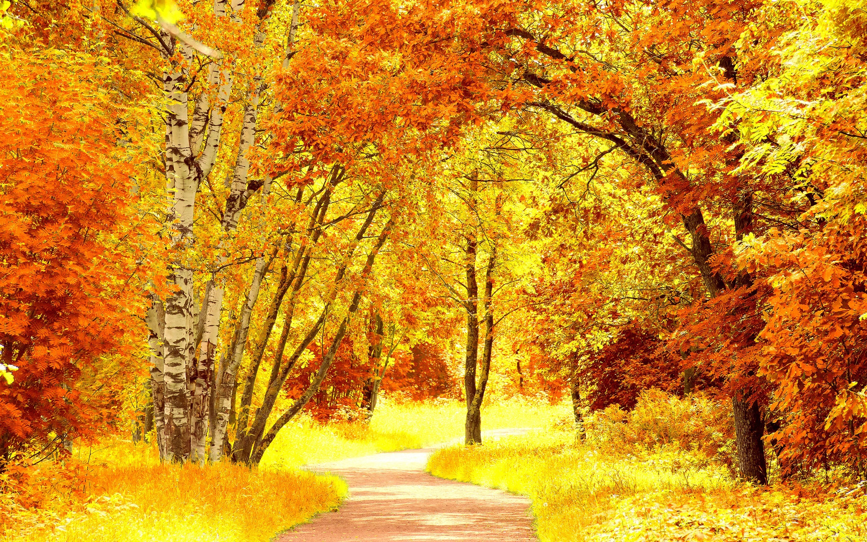 PCデスクトップに木, 道路, 秋, 風景画像を無料でダウンロード