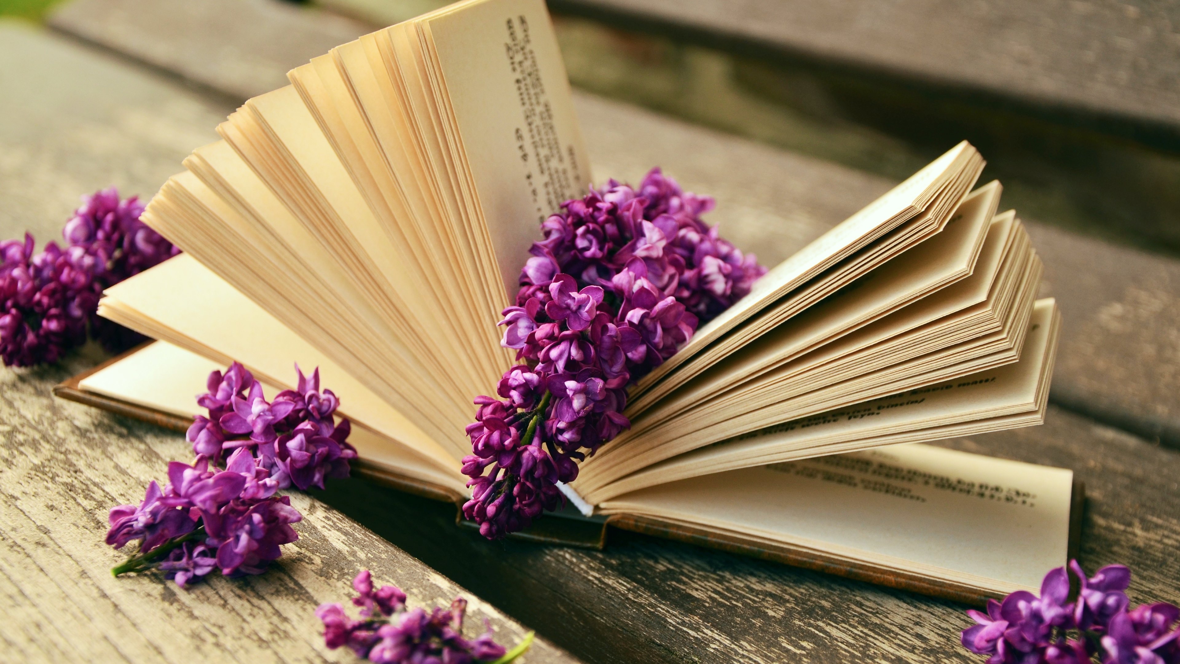 lilac, book, man made, flower, still life