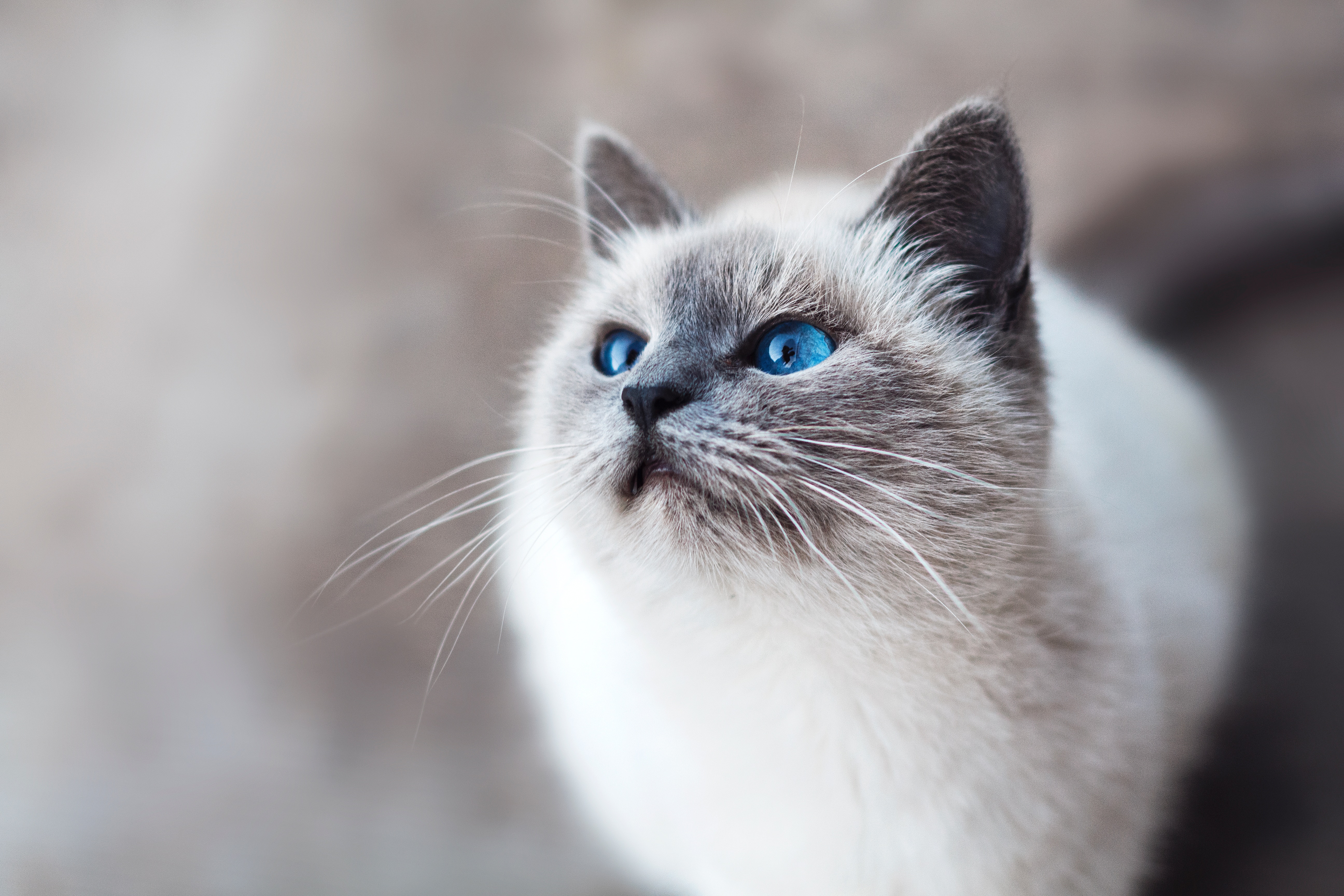 151392壁紙のダウンロード意見, 猫, 動物, ネコ, 視力, 青い目をした, 青い目-スクリーンセーバーと写真を無料で