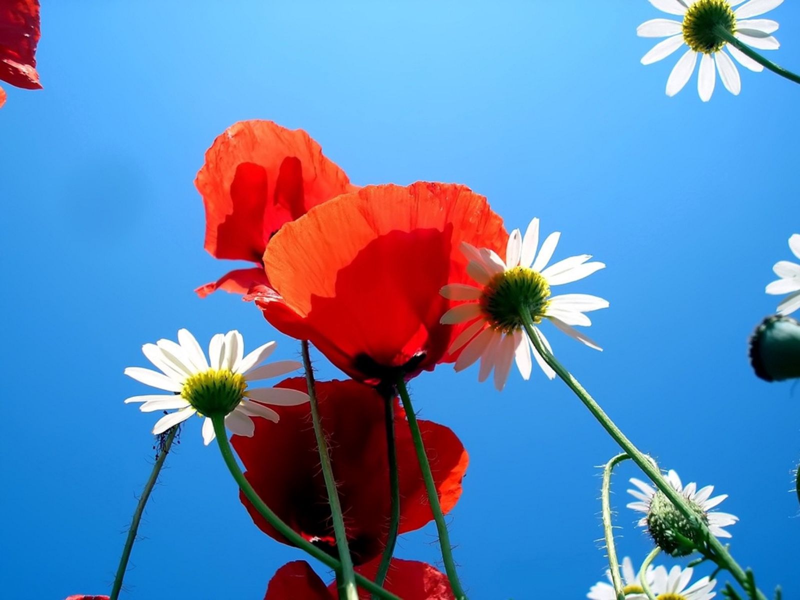 nature, flowers, sky, poppies, camomile, blue