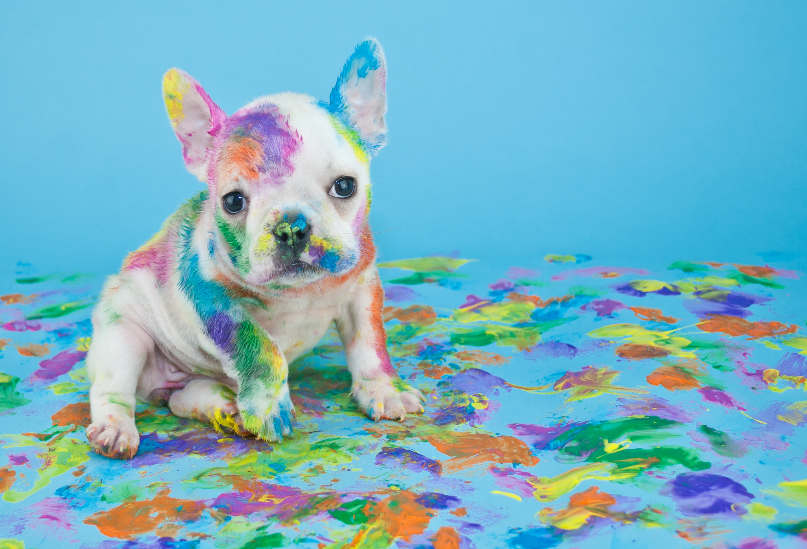 Handy-Wallpaper Tiere, Hunde, Hund, Welpen, Bunt, Gemälde kostenlos herunterladen.