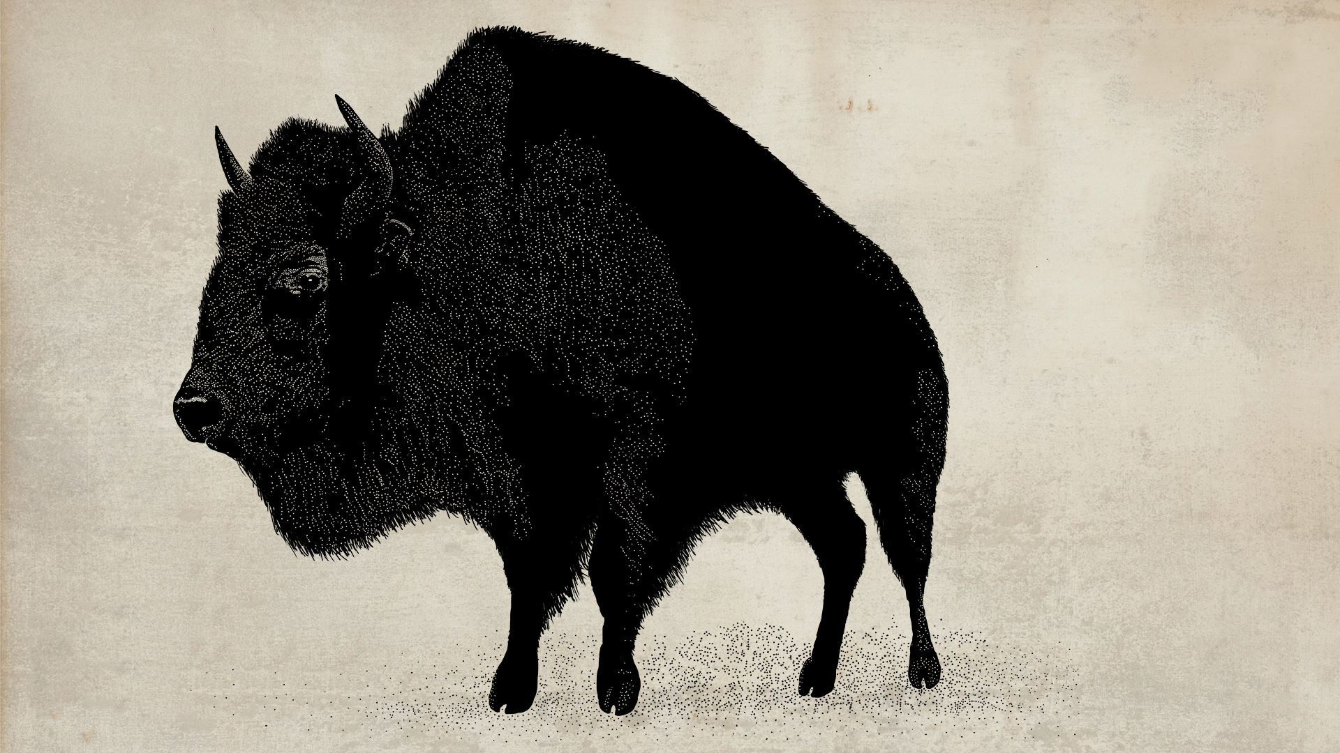 234641 descargar fondo de pantalla animales, bisonte americano: protectores de pantalla e imágenes gratis