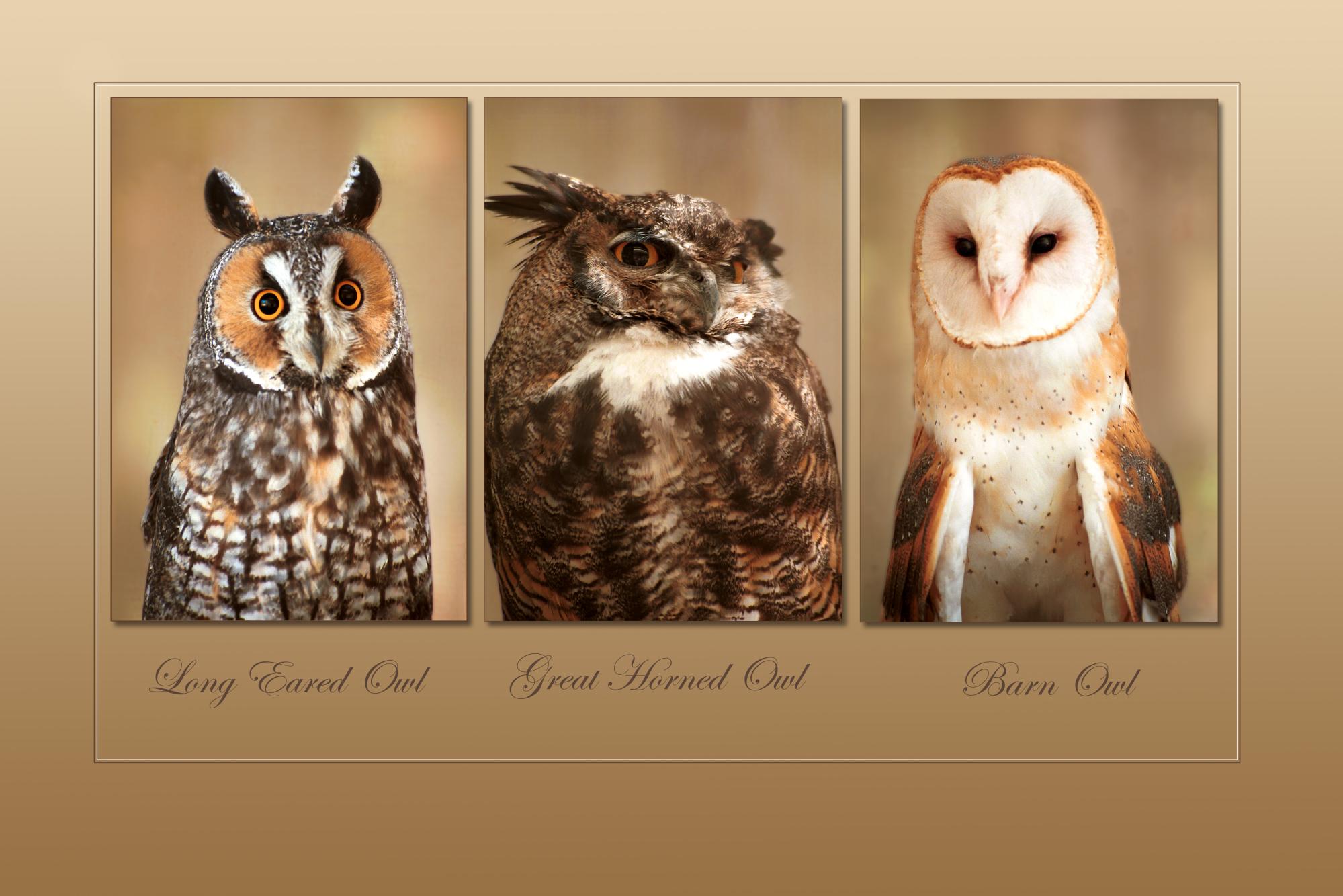 animal, owl, barn owl, great horned owl, long eared owl, birds