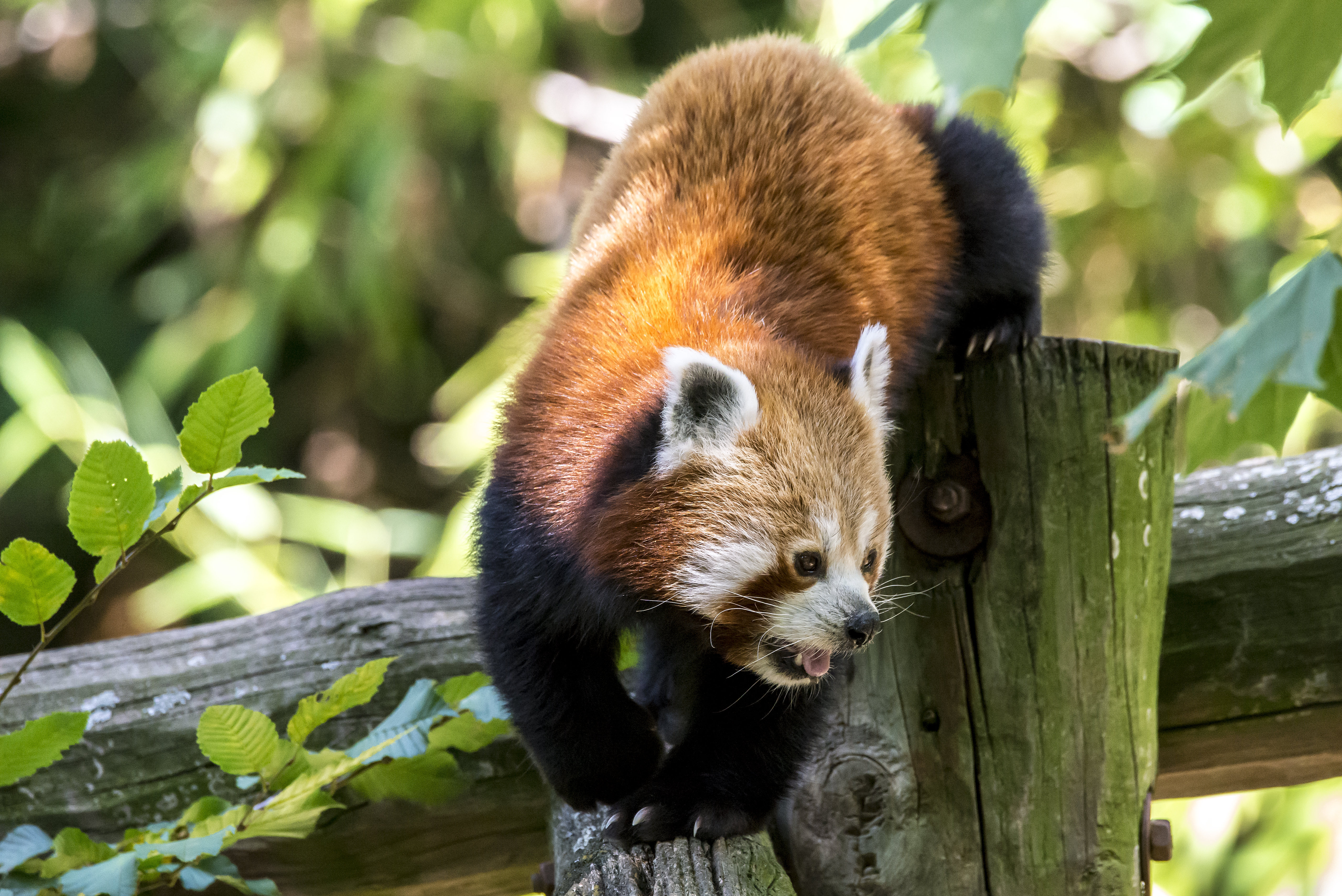 Free download wallpaper Muzzle, Protruding Tongue, Tongue Stuck Out, Red Panda, Animals on your PC desktop
