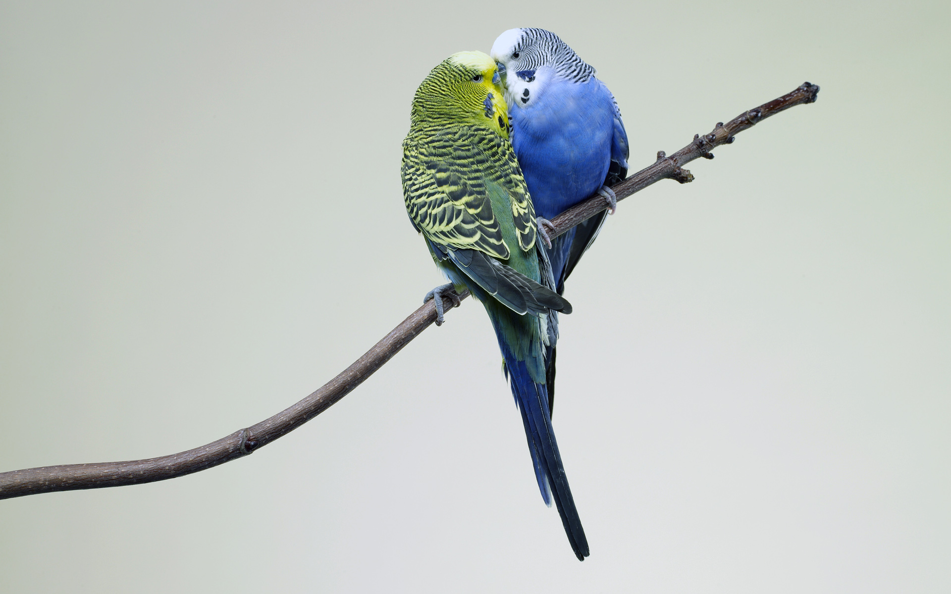 262295 Bild herunterladen tiere, wellensittich, vogel, papagei, vögel - Hintergrundbilder und Bildschirmschoner kostenlos