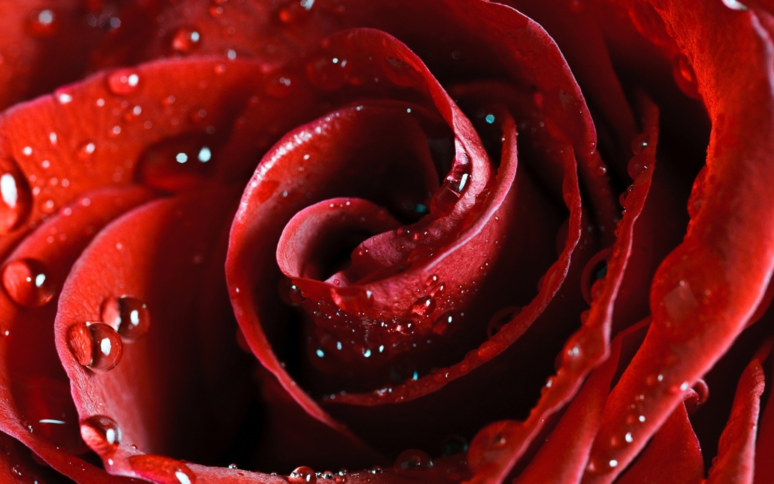 Download mobile wallpaper Water Drop, Flowers, Flower, Rose, Earth for free.