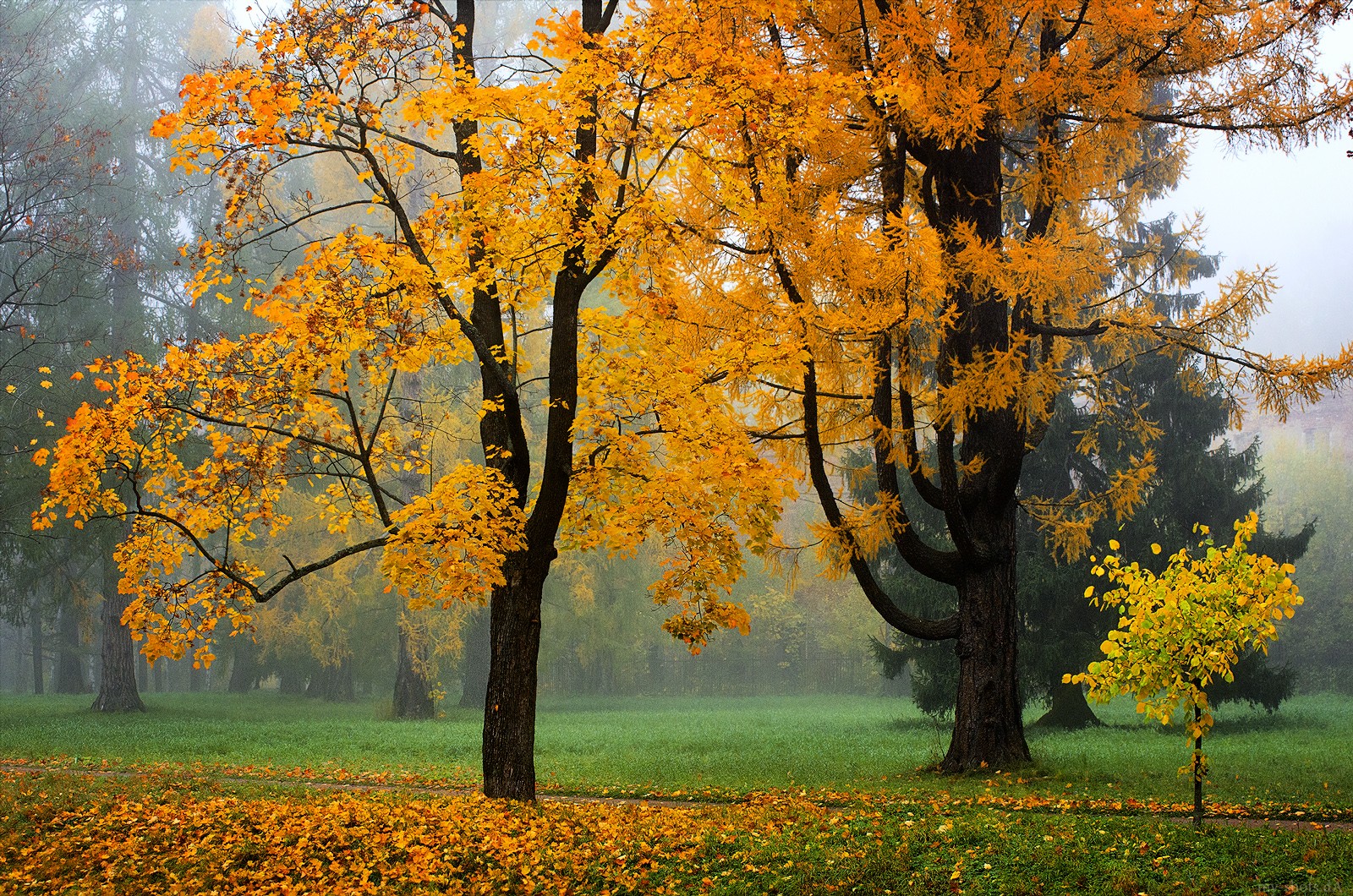 Download mobile wallpaper Trees, Park, Tree, Fog, Fall, Earth, Colors for free.