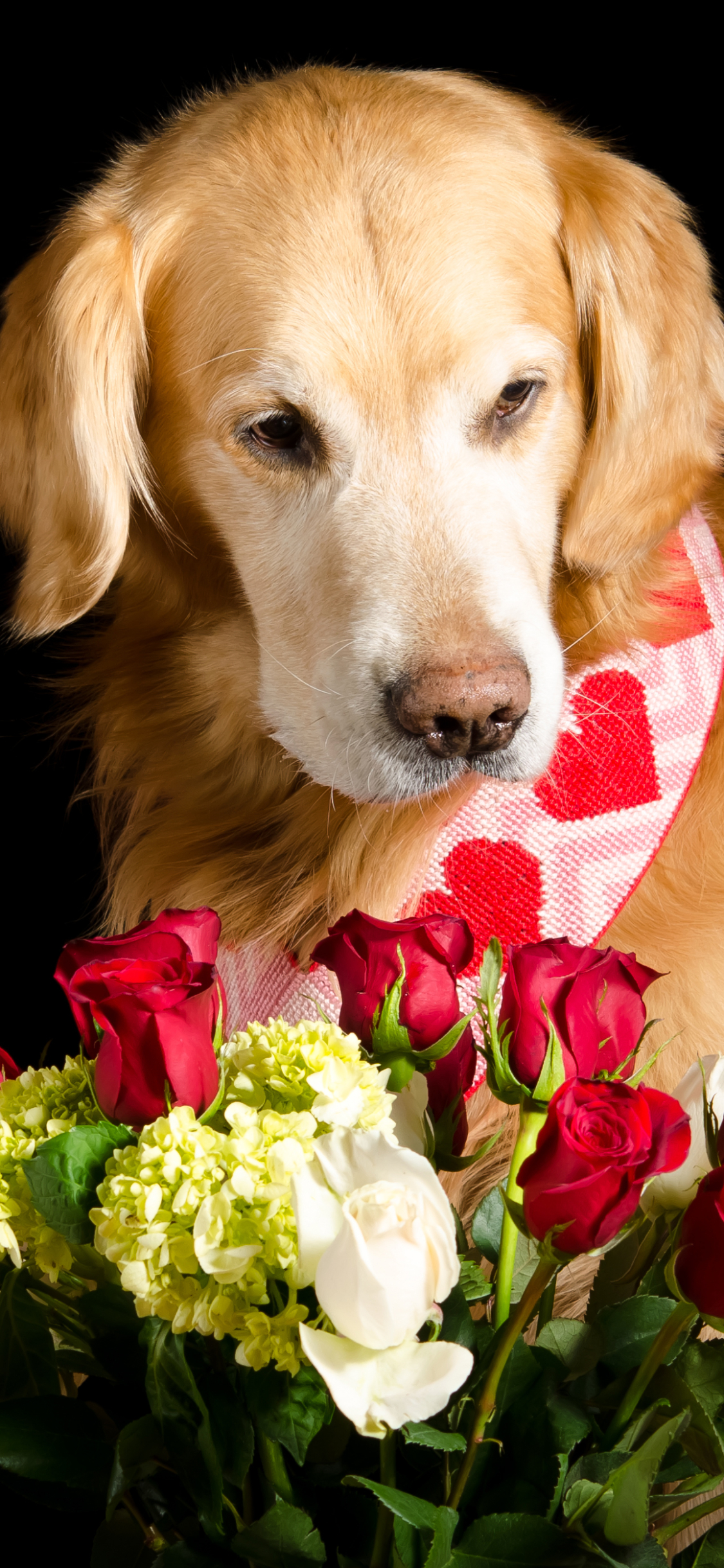 Download mobile wallpaper Dogs, Flower, Rose, Dog, Animal, Golden Retriever for free.