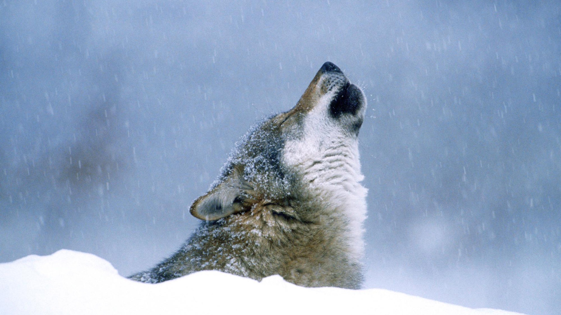 Free download wallpaper Wolf, Animal on your PC desktop