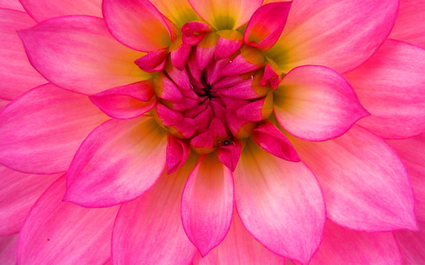 Download mobile wallpaper Flowers, Close Up, Earth, Dahlia, Pink Flower for free.