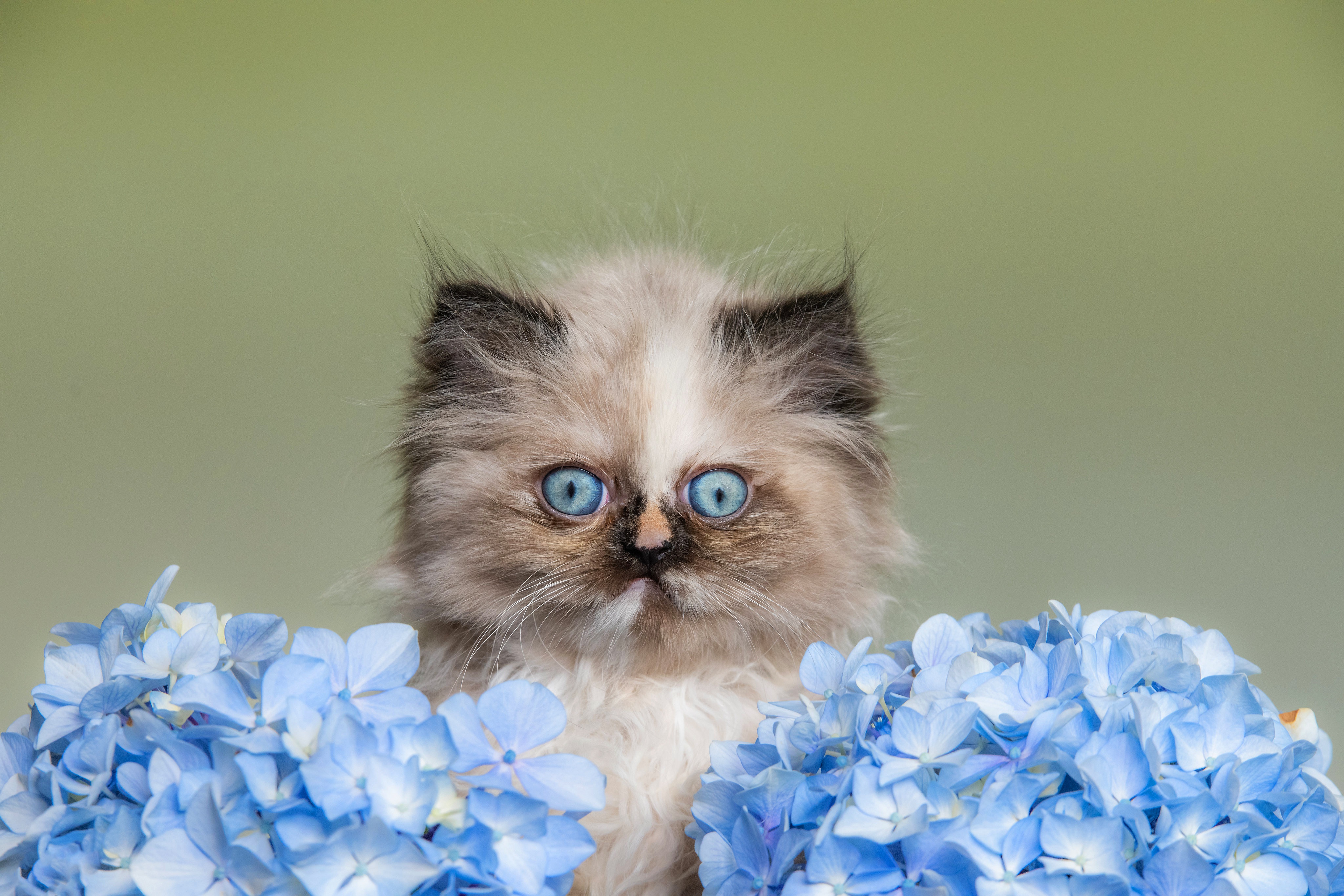 Laden Sie das Tiere, Katzen, Katze, Kätzchen, Tierbaby, Starren, Blaue Blume-Bild kostenlos auf Ihren PC-Desktop herunter