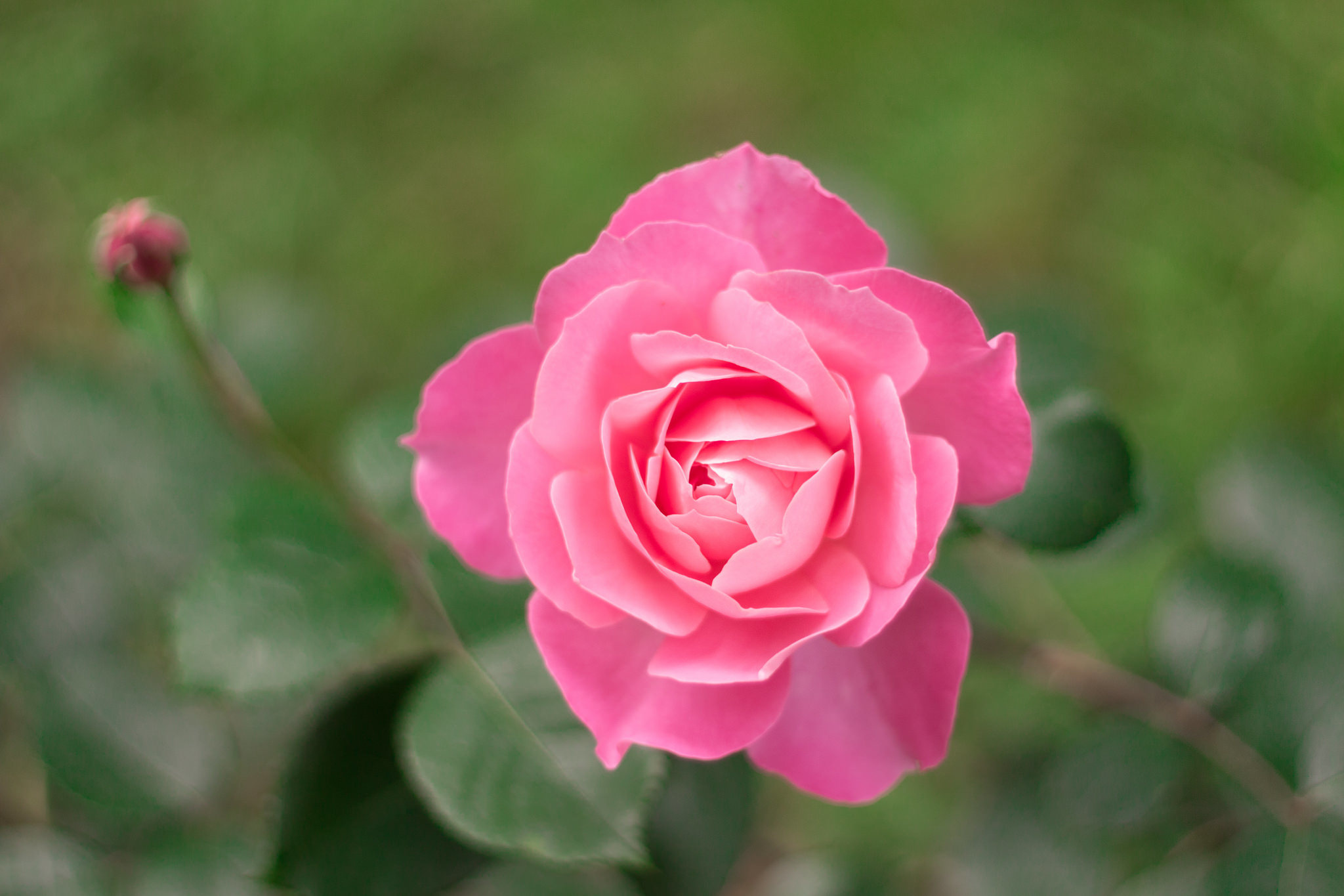 無料モバイル壁紙自然, フラワーズ, 花, 薔薇, 閉じる, 地球, ボケ, ピンクの花をダウンロードします。