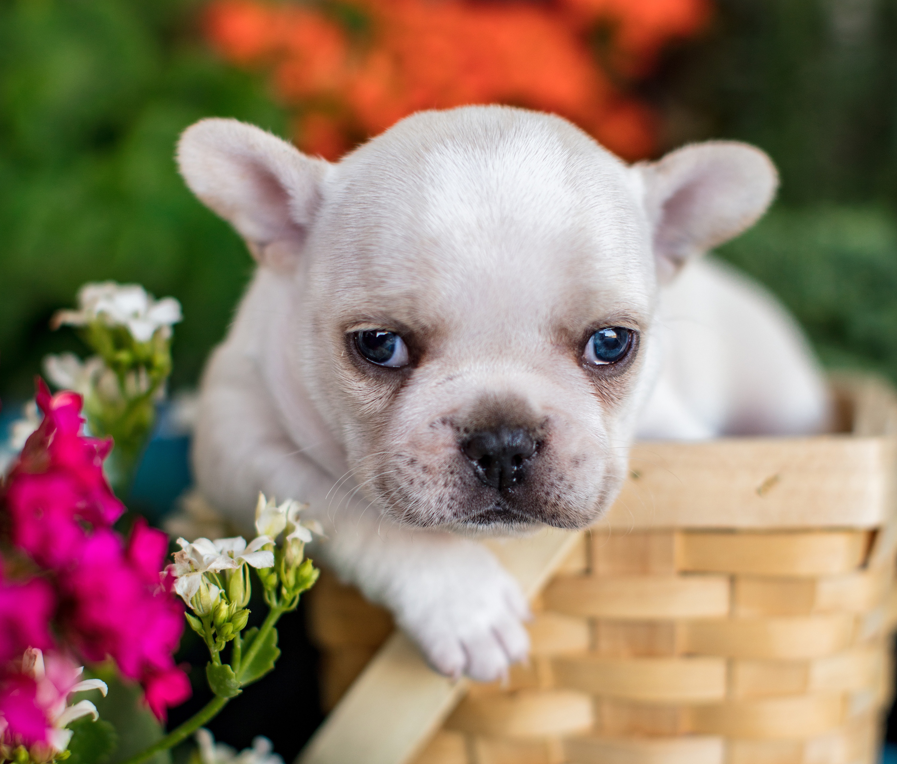 Handy-Wallpaper Tiere, Hunde, Blume, Hund, Welpen, Korb, Französisch Bulldogge kostenlos herunterladen.