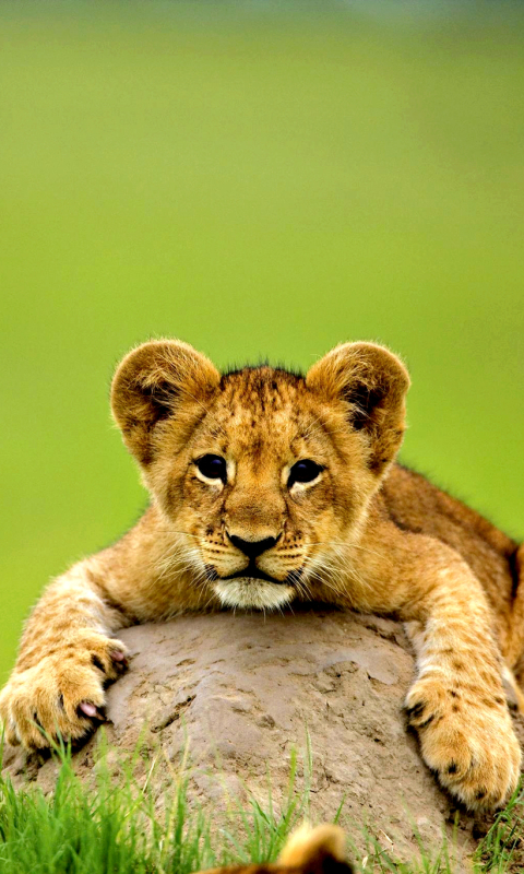 Download mobile wallpaper Cats, Lion, Animal, Bokeh, Baby Animal for free.