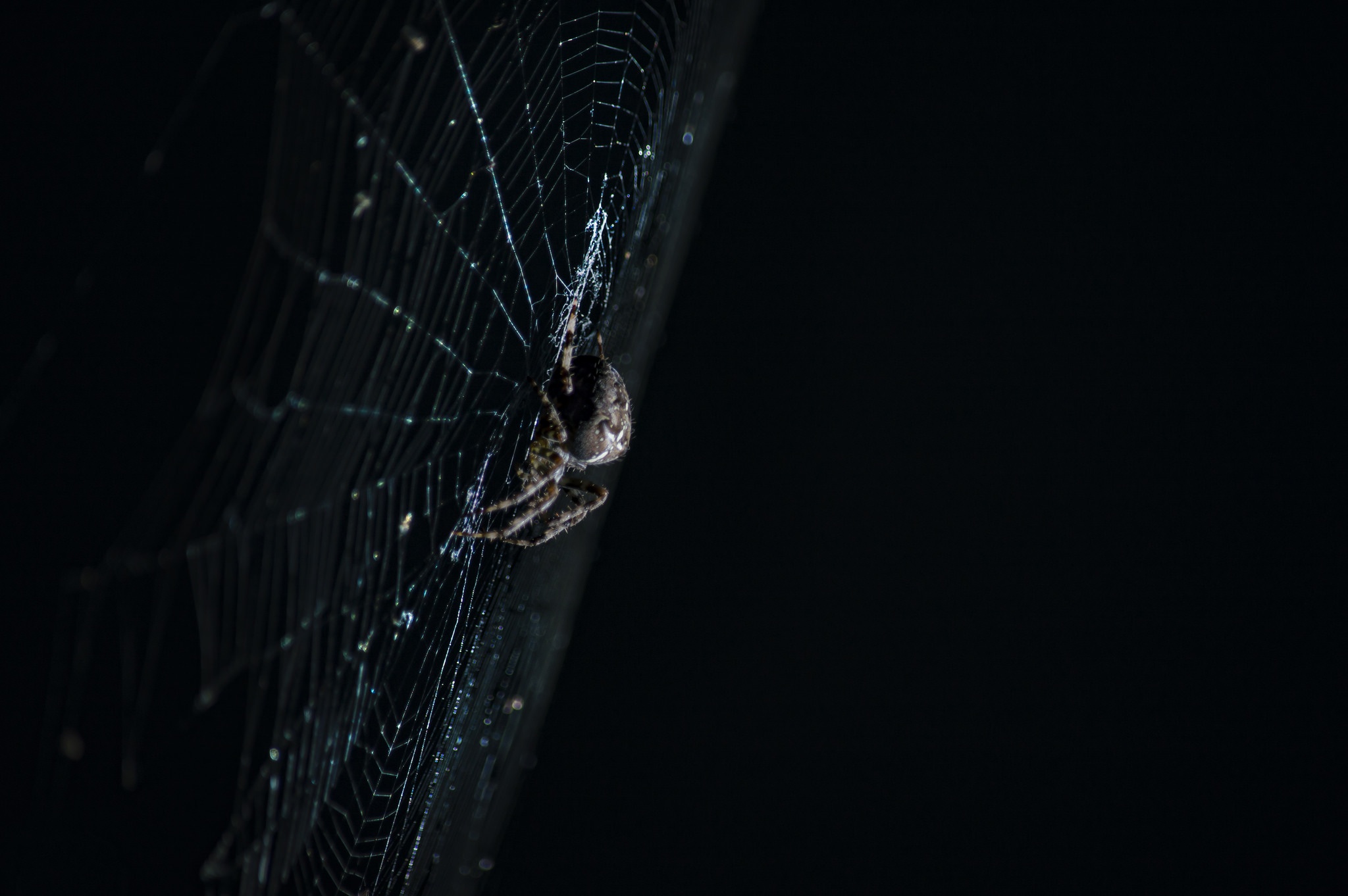 無料モバイル壁紙動物, 大きい, クモ, クモの巣をダウンロードします。