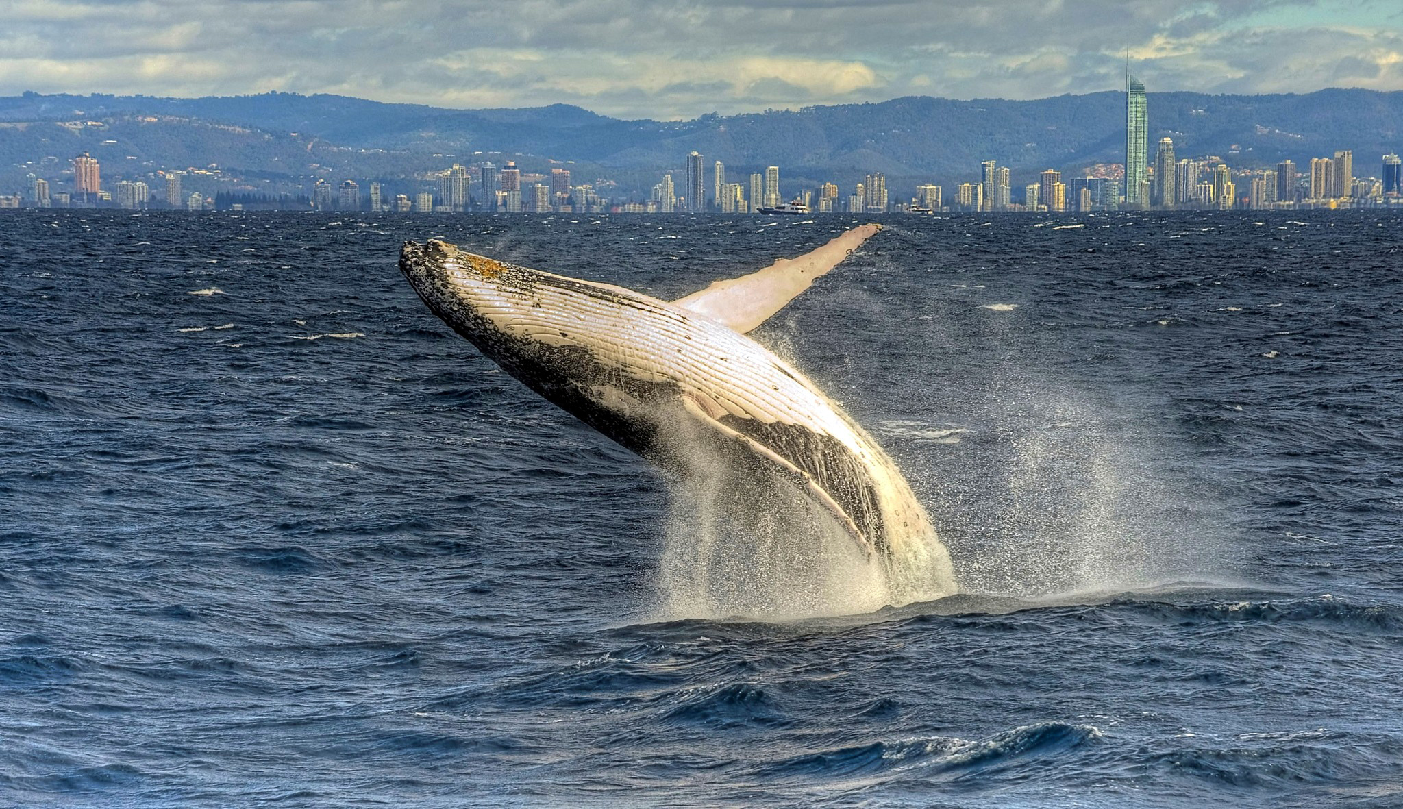 596733 baixar papel de parede animais, baleia, violação - protetores de tela e imagens gratuitamente