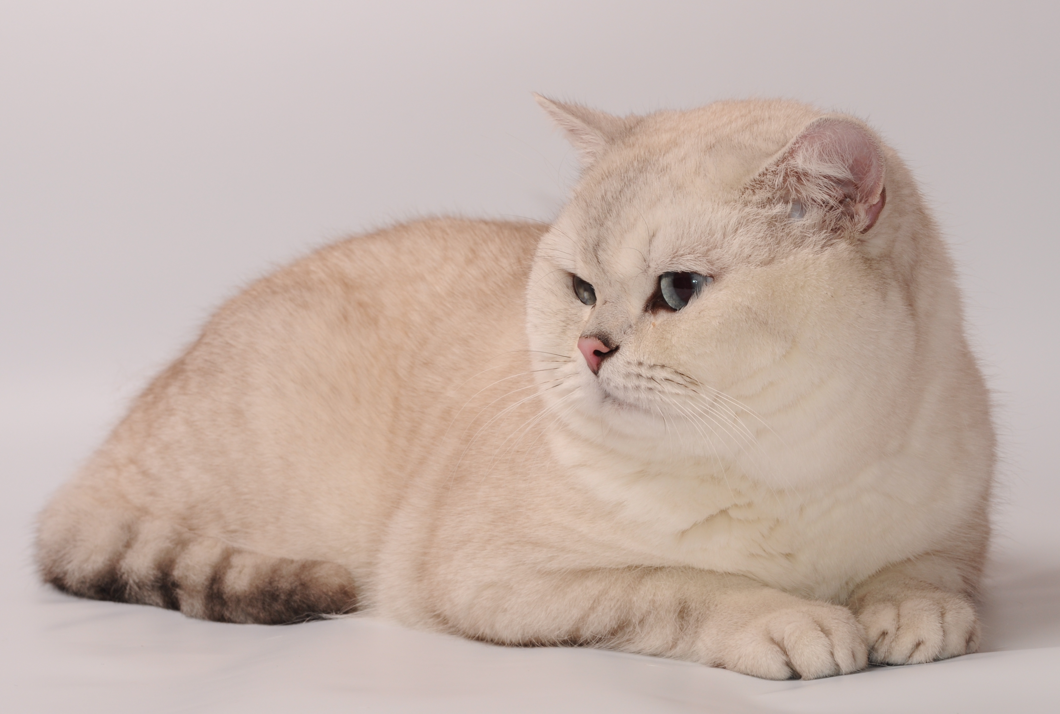 Free download wallpaper Animals, Sight, Opinion, Thick, Fat, Cat on your PC desktop