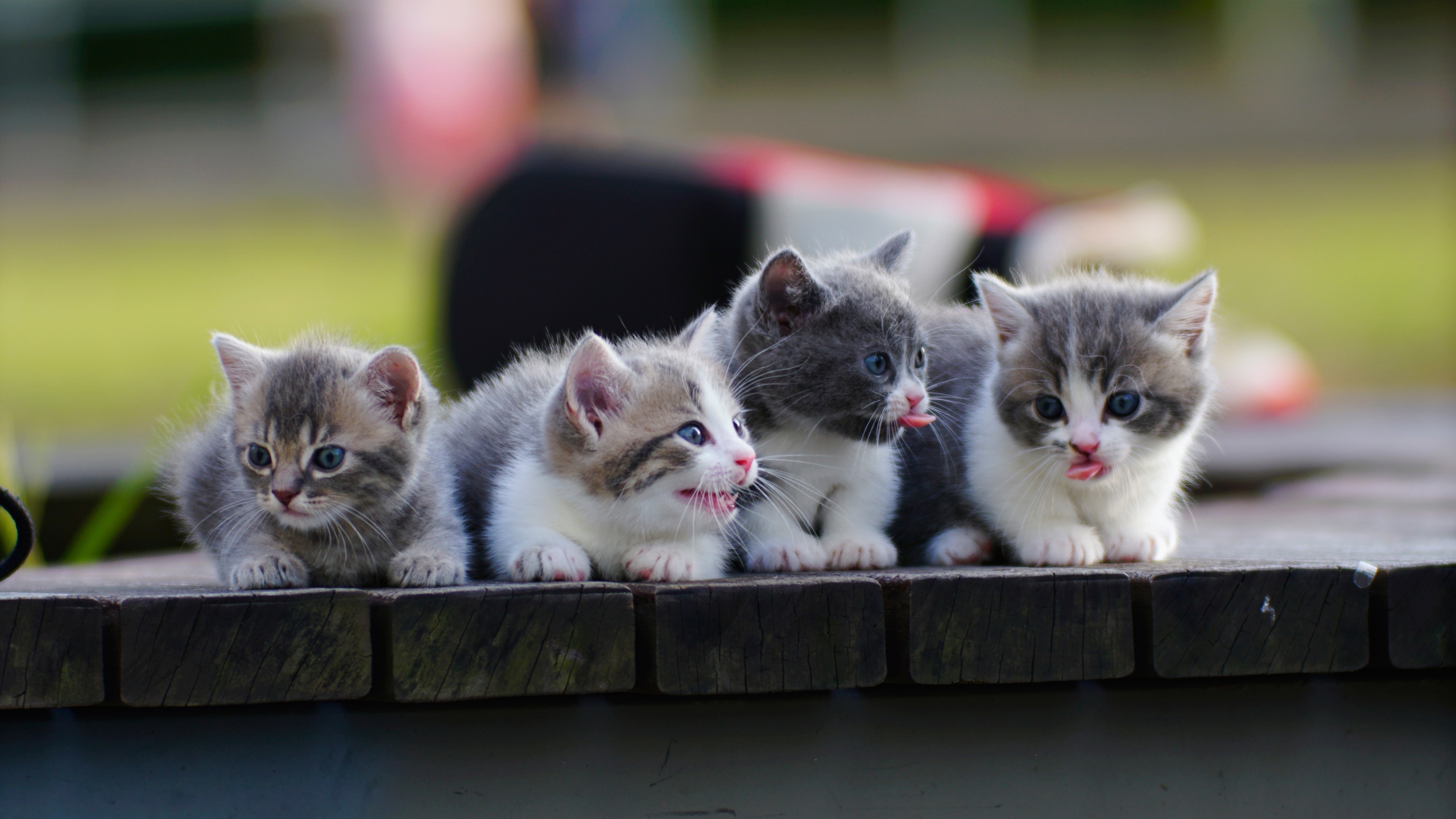 Free download wallpaper Cats, Cat, Kitten, Animal, Baby Animal on your PC desktop