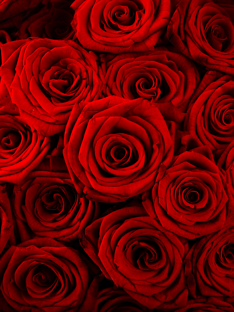 Download mobile wallpaper Flowers, Rose, Close Up, Earth, Red Flower for free.