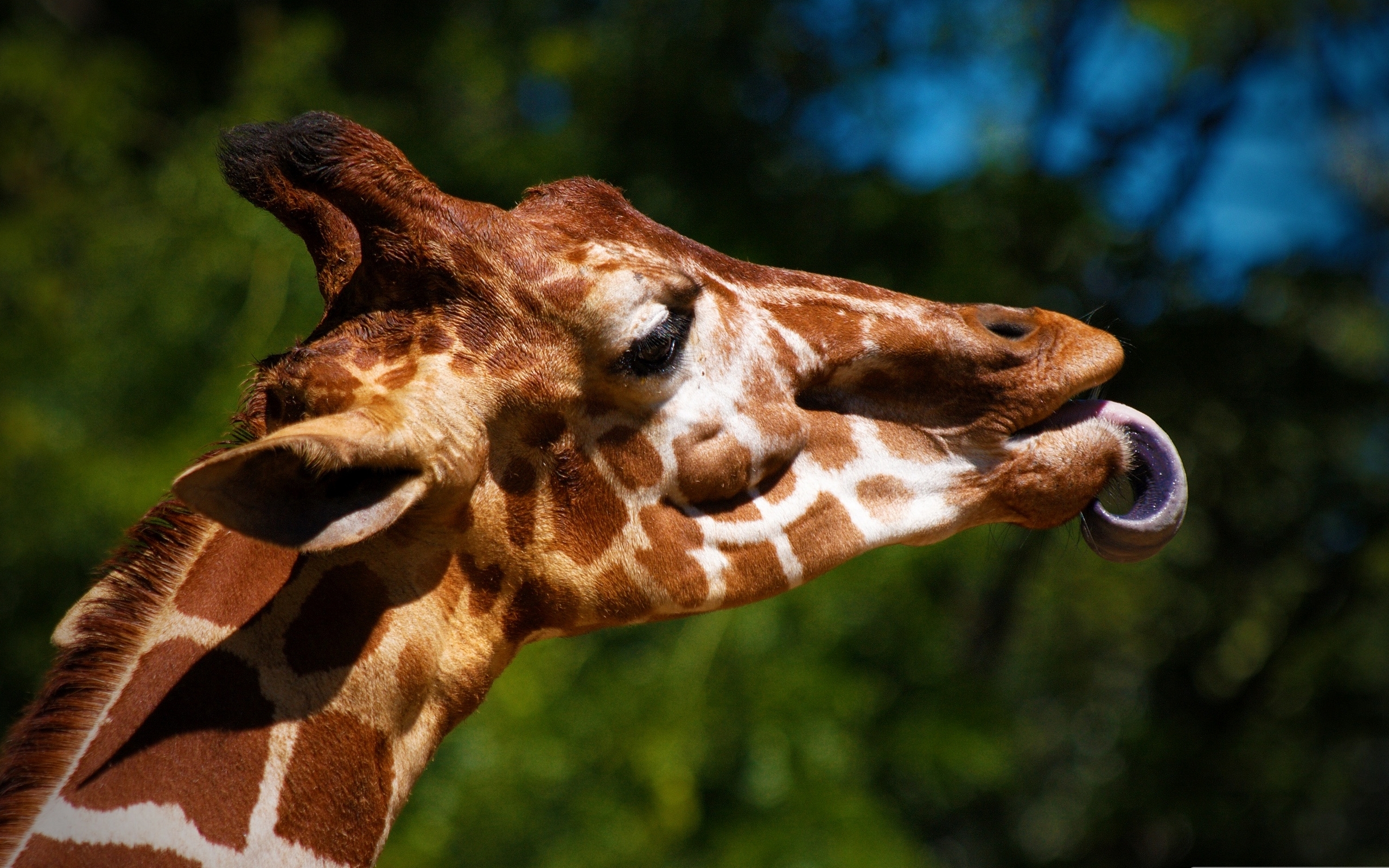 Téléchargez gratuitement l'image Animaux, Girafe sur le bureau de votre PC