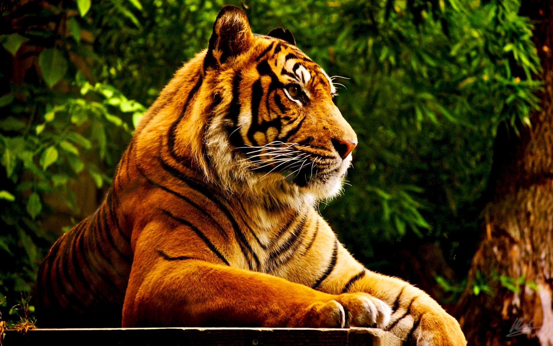 24572 скачать картинку животные, тигры - обои и заставки бесплатно