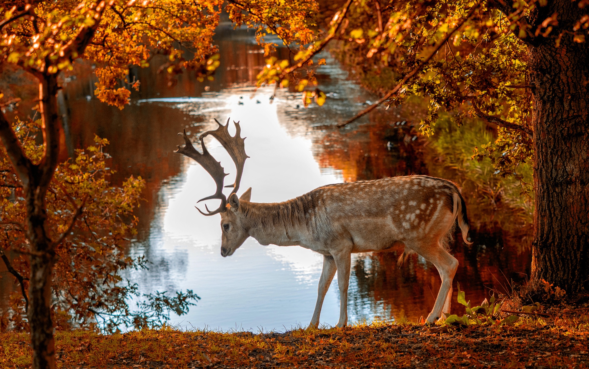 Free download wallpaper Park, Animal, Pond, Deer on your PC desktop