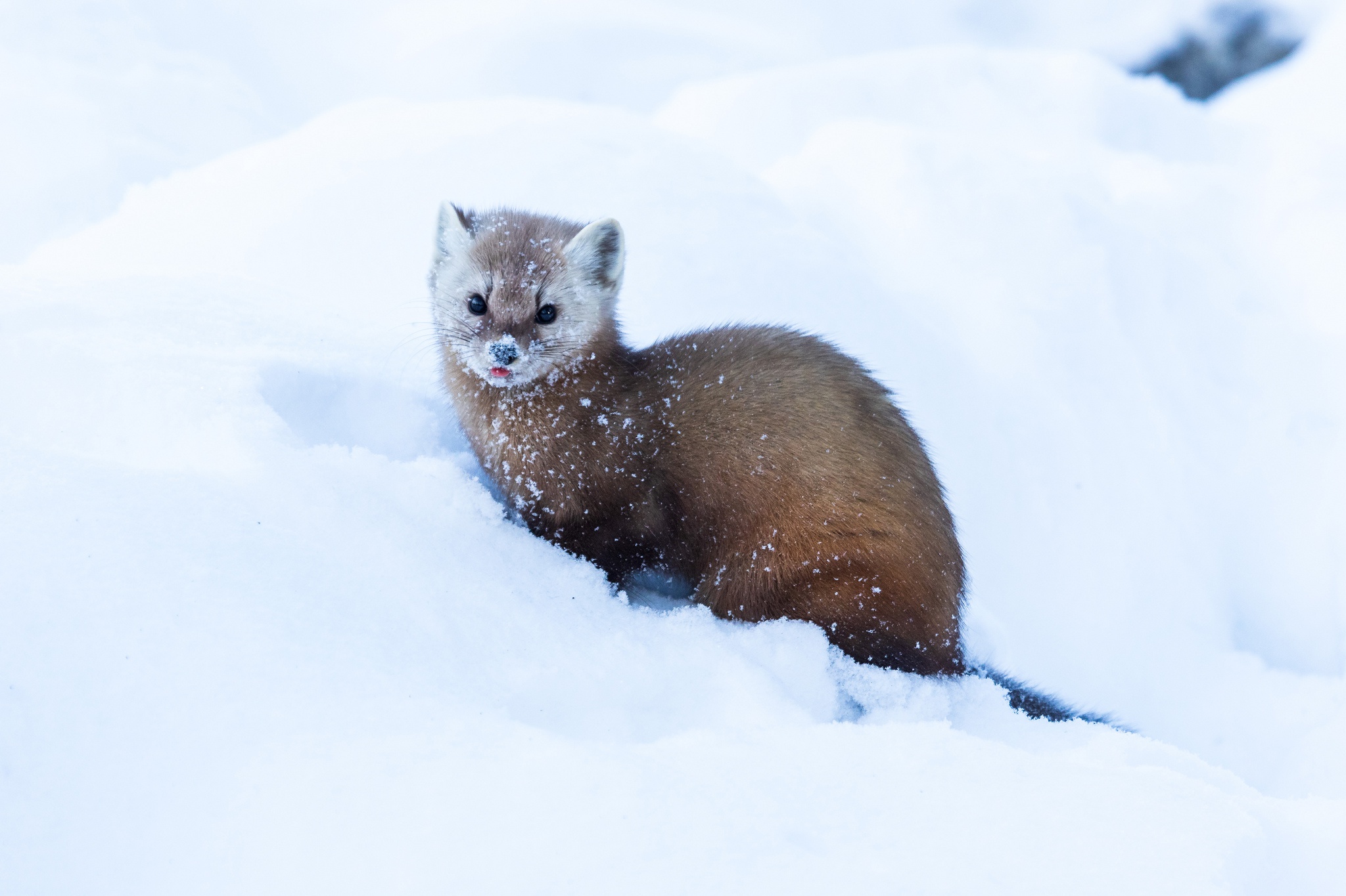 929617 descargar imagen animales, marta, nieve: fondos de pantalla y protectores de pantalla gratis