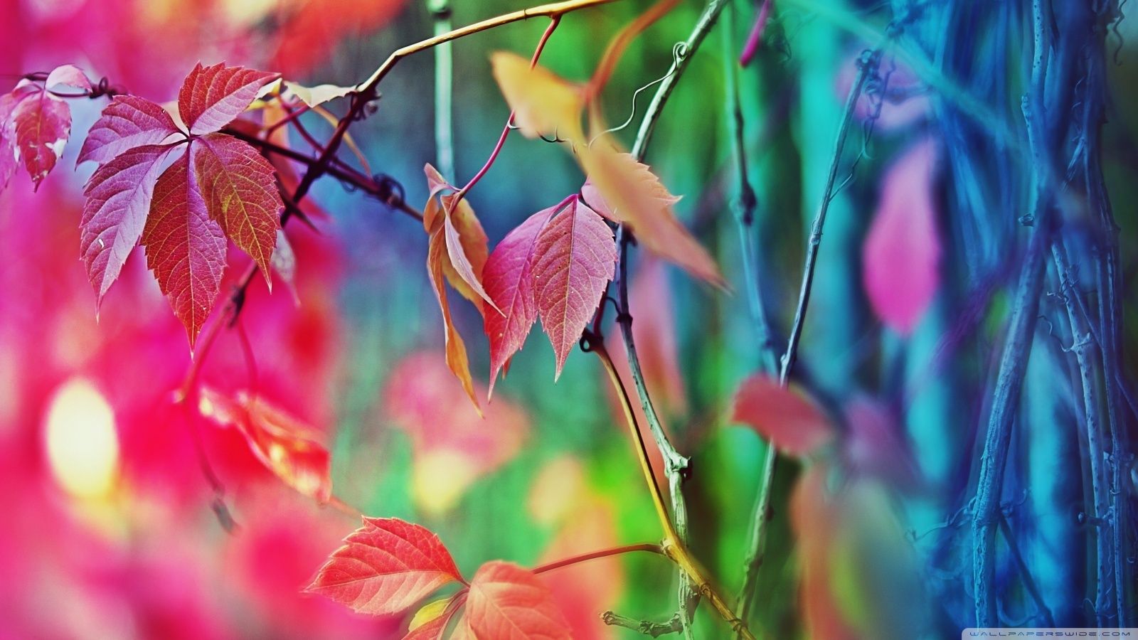 Download mobile wallpaper Leaves, Plants for free.
