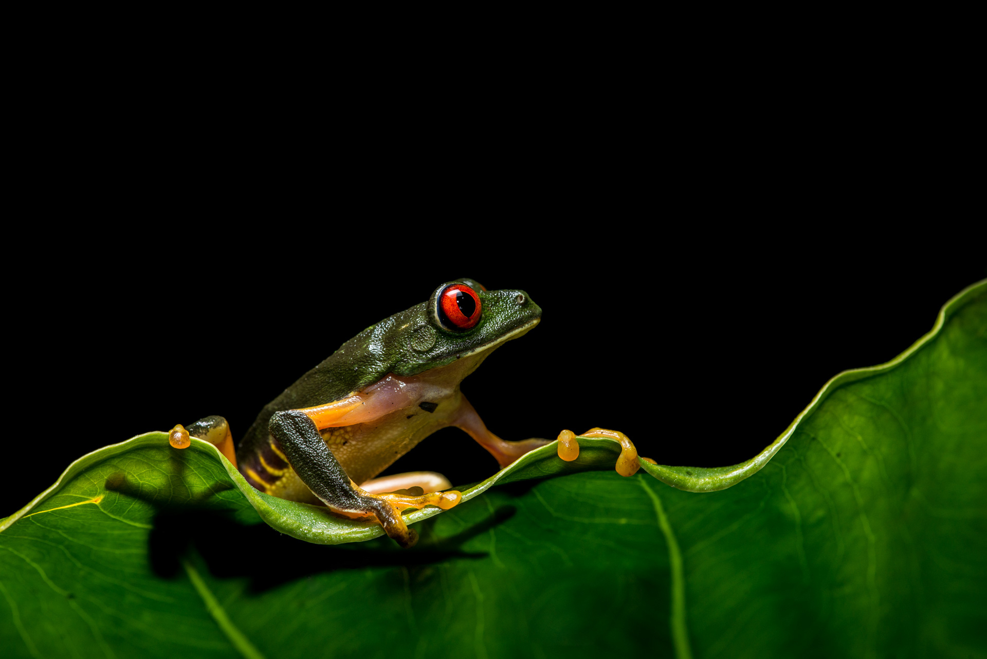 Download mobile wallpaper Frogs, Animal, Frog, Amphibian, Tree Frog, Red Eyed Tree Frog for free.
