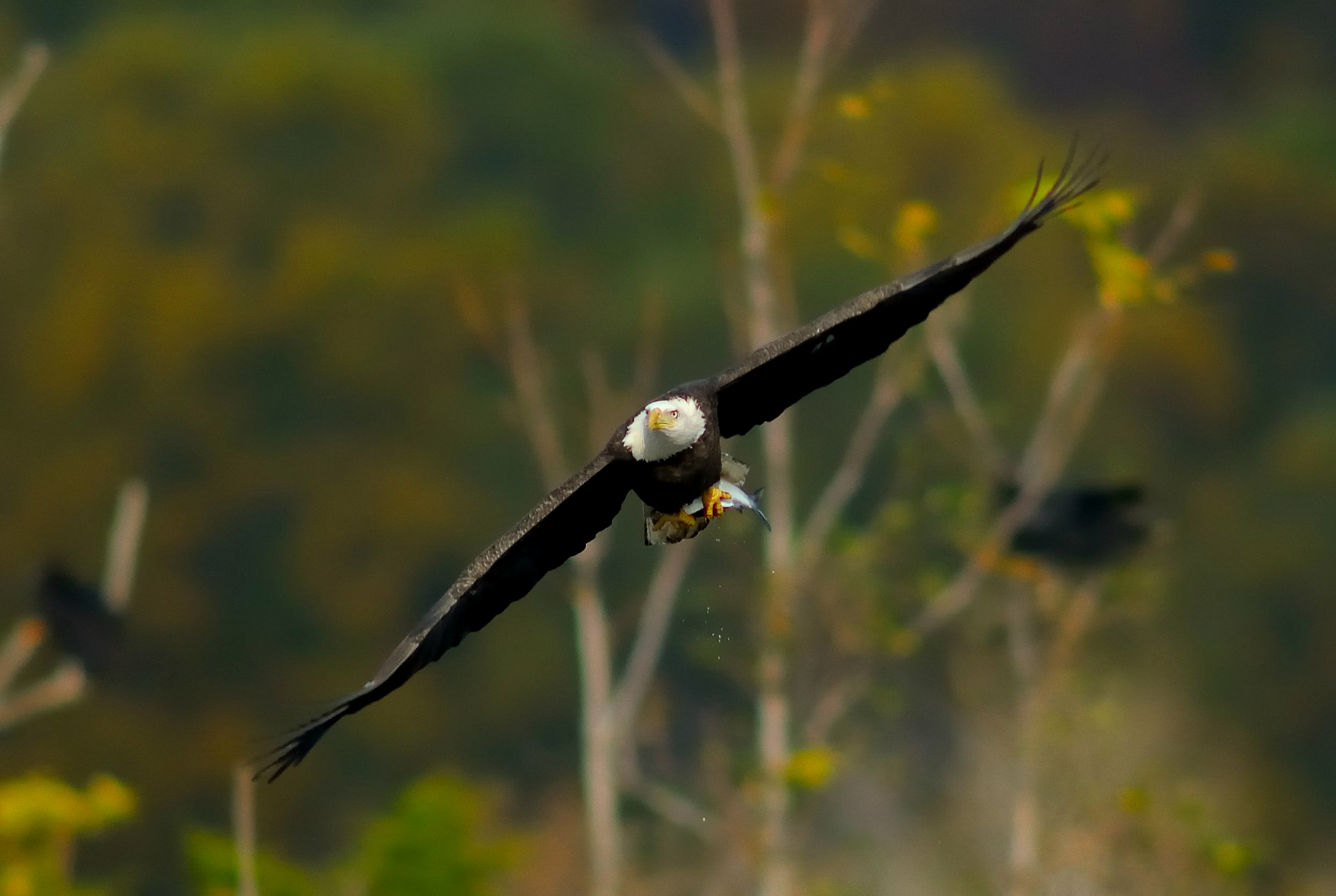 Téléchargez des papiers peints mobile Aigle, Des Oiseaux, Animaux gratuitement.