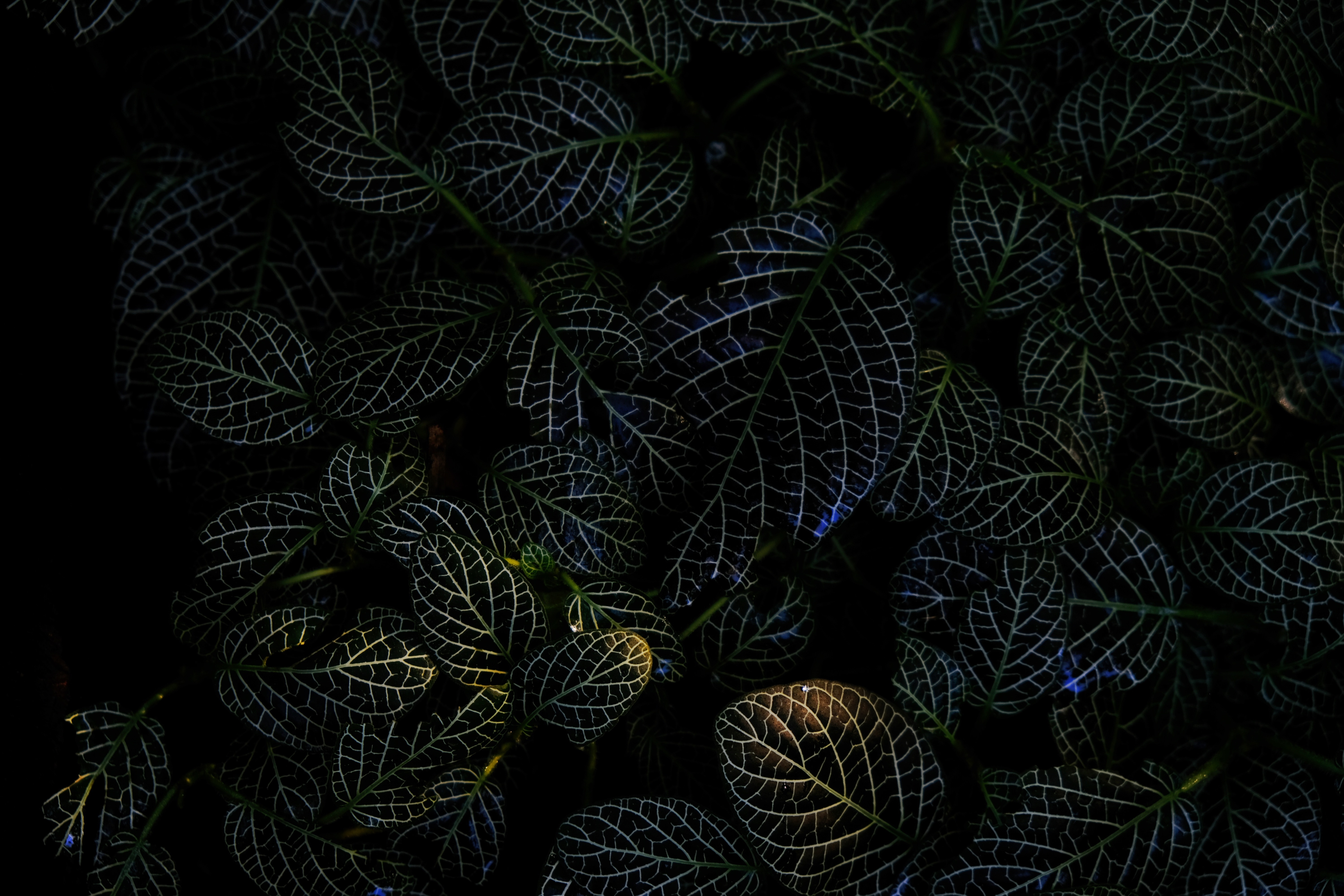 Free download wallpaper Plant, Macro, Leaves, Dark, Veins on your PC desktop