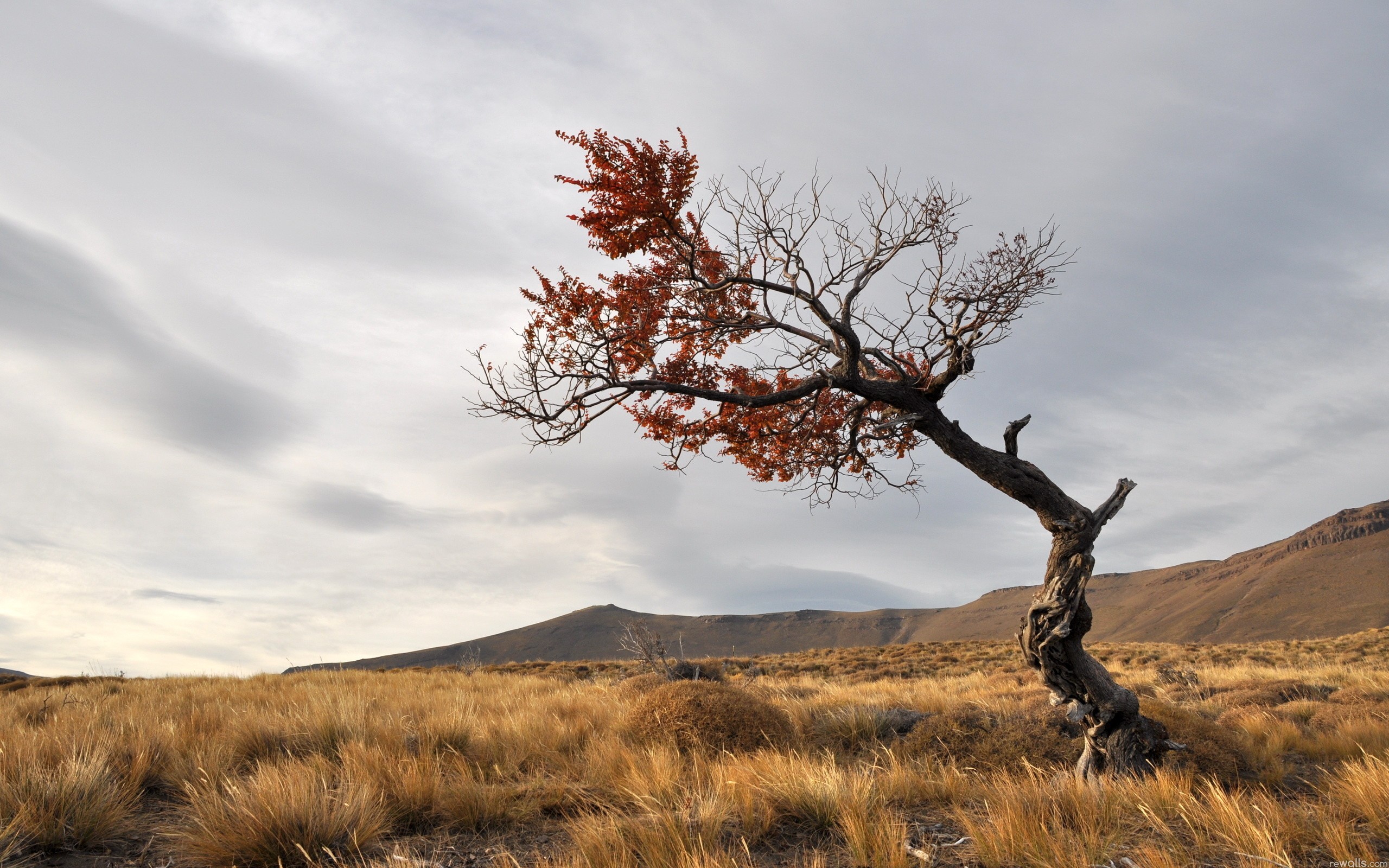 Free download wallpaper Landscape, Nature, Trees, Tree, Earth on your PC desktop