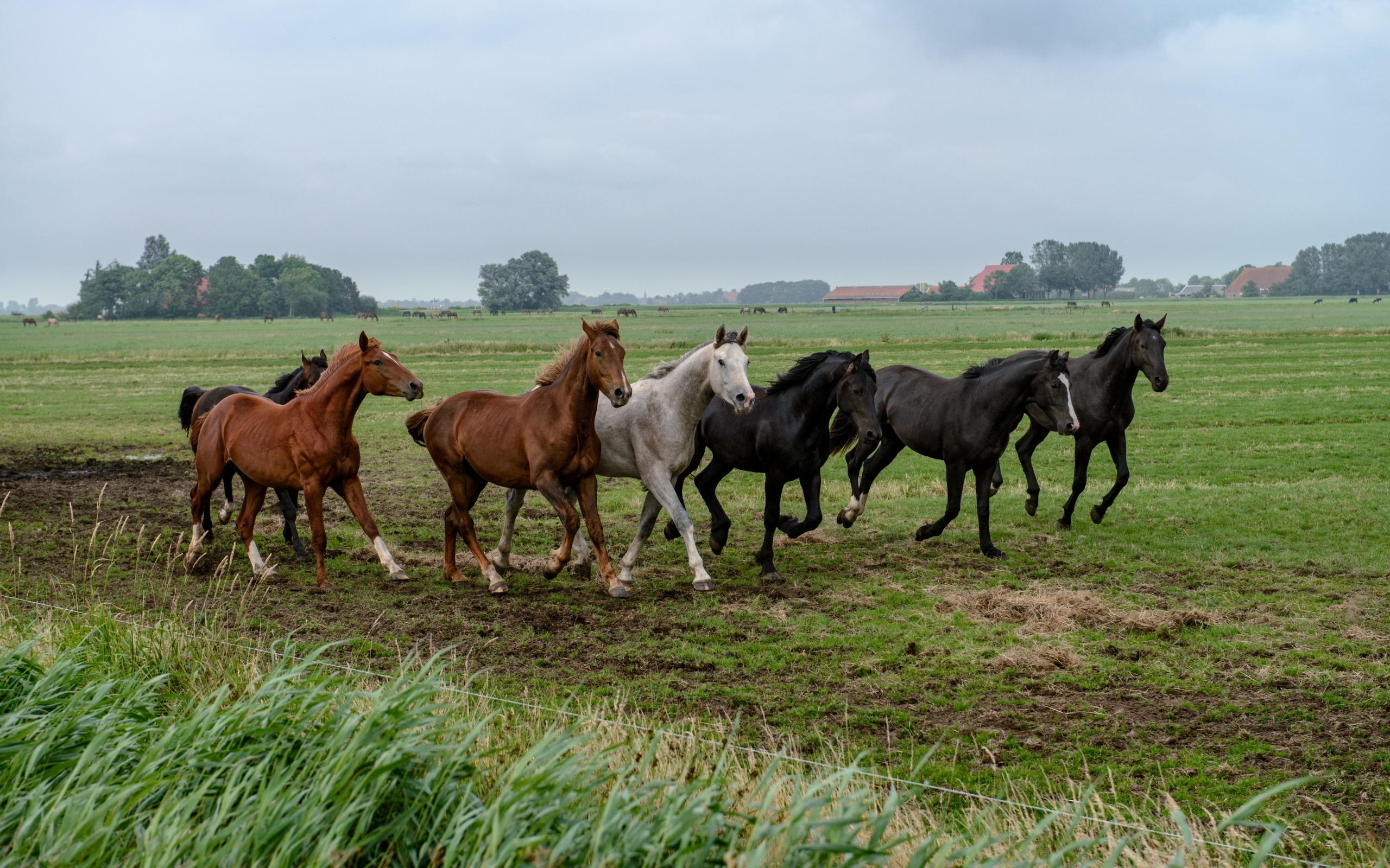 Download background horses, animals