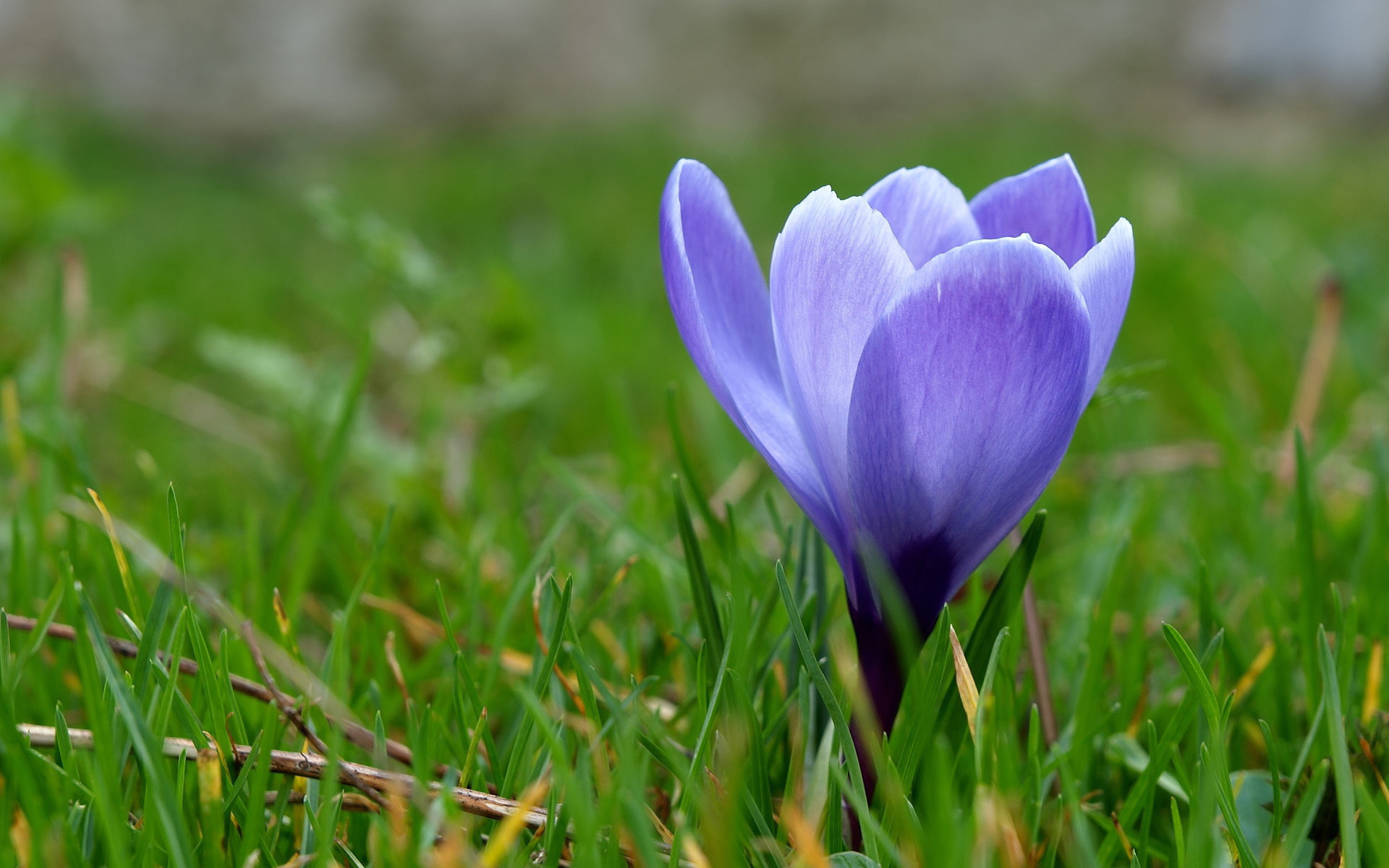 Téléchargez des papiers peints mobile Crocus, Fleurs, Fleur, Terre/nature gratuitement.