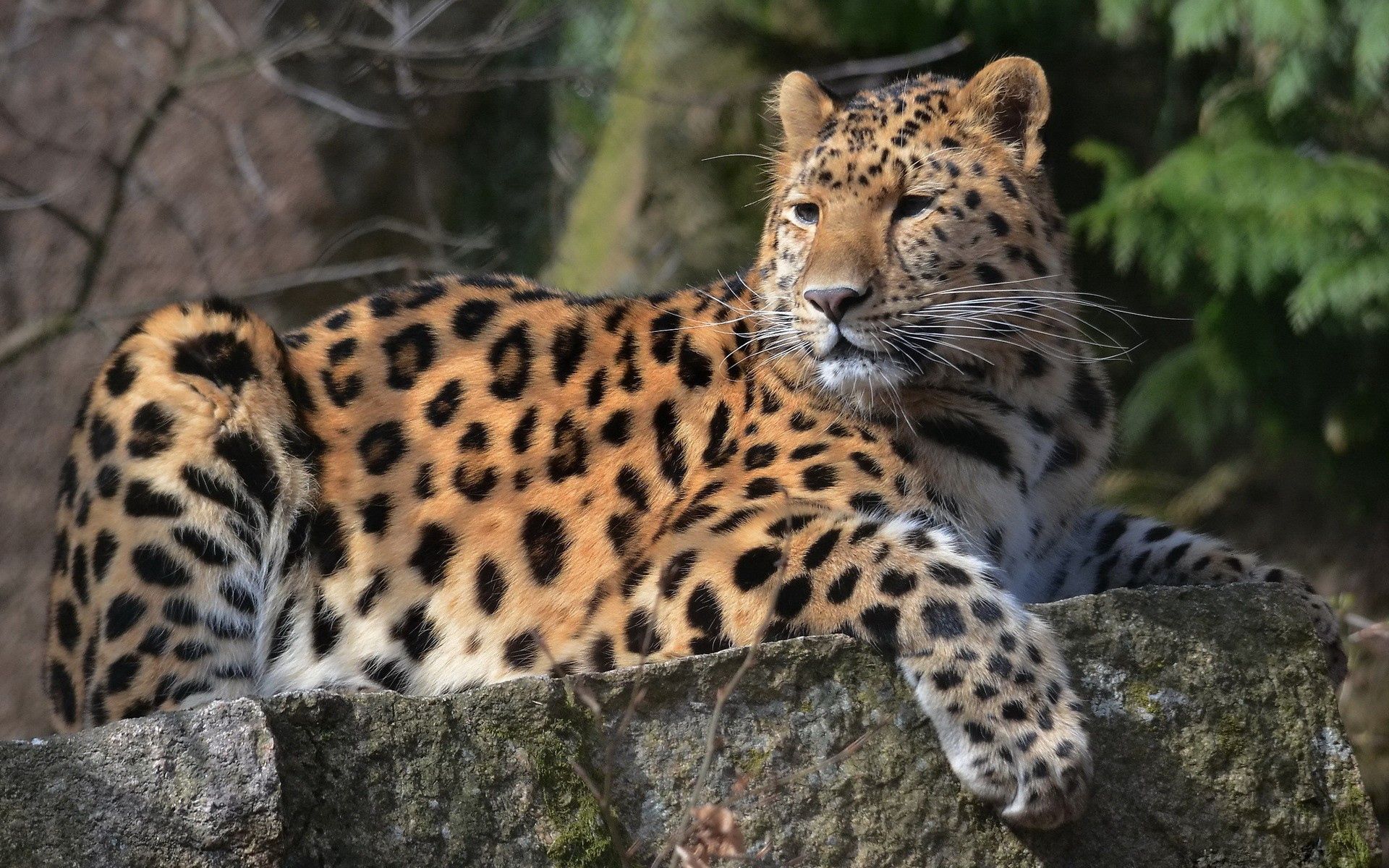 big cat, animals, leopard, to lie down, lie, predator Full HD