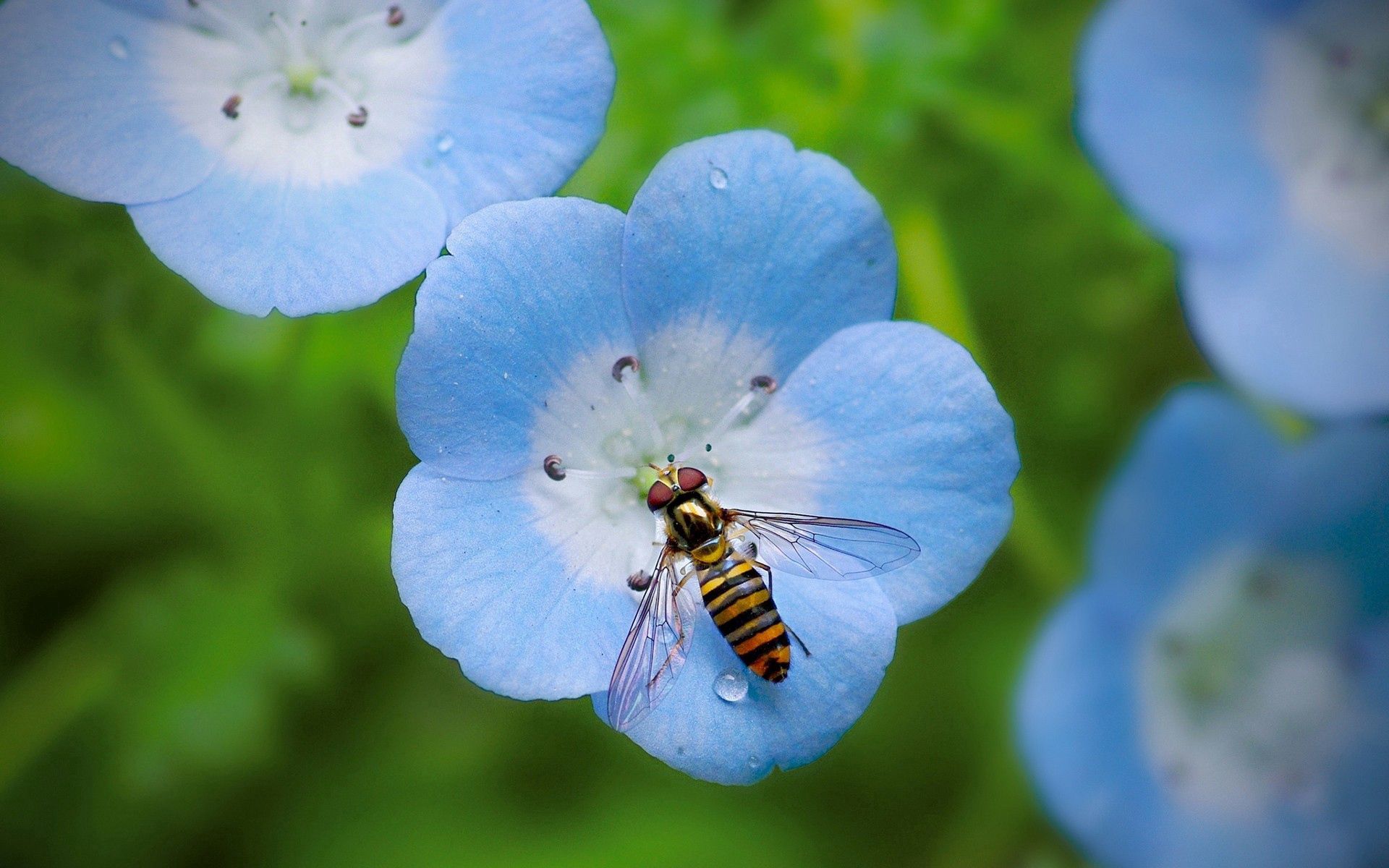 Téléchargez gratuitement l'image Plante, Planter, Macro, Insecte, Fleur sur le bureau de votre PC