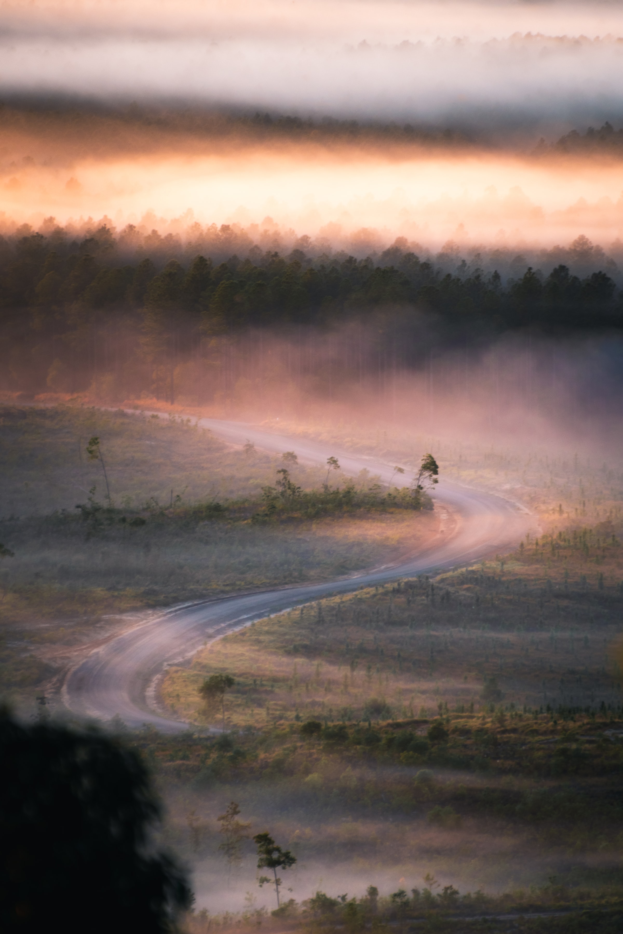 nature, trees, road, fog, winding, sinuous Full HD