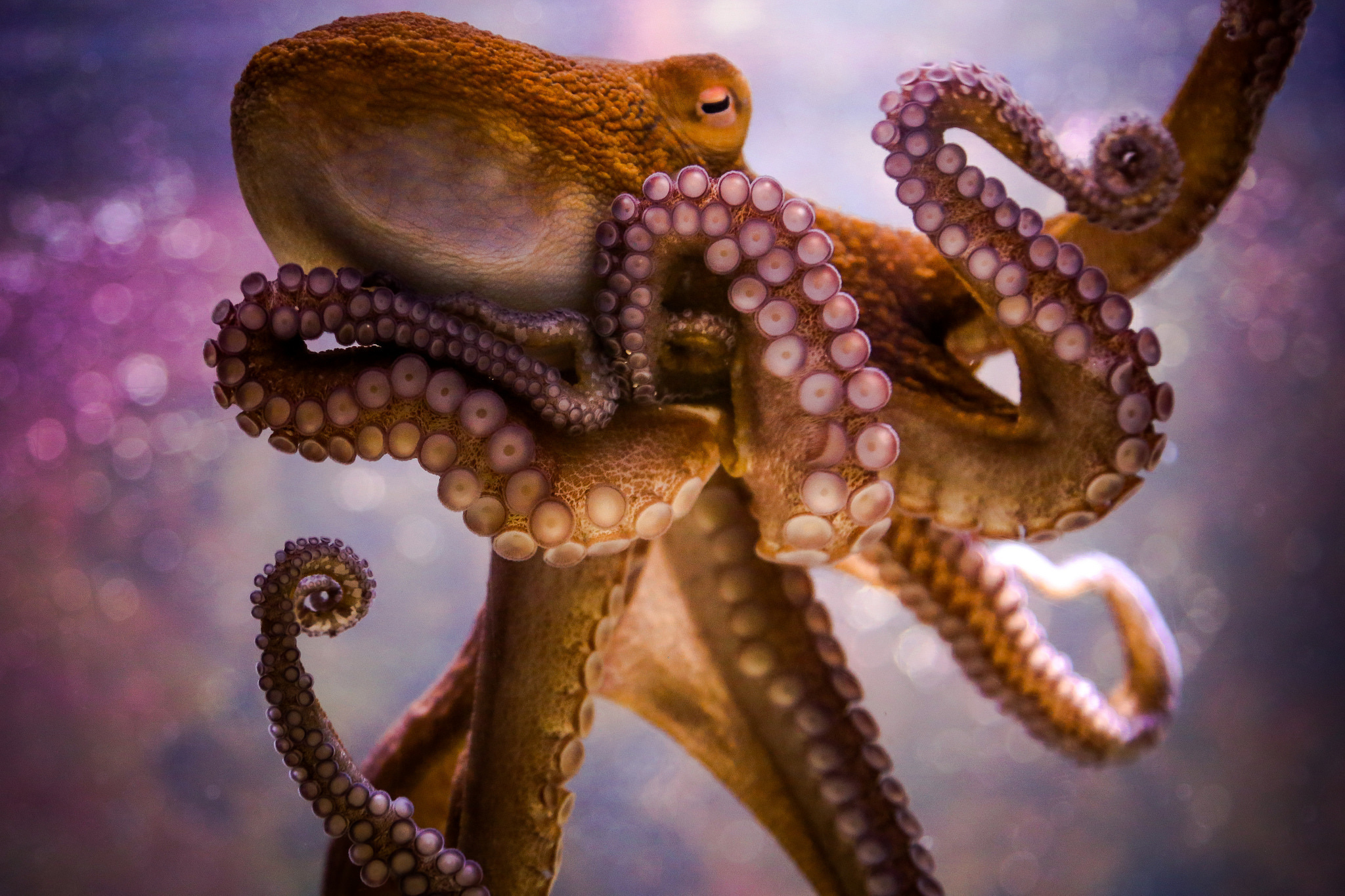 Download mobile wallpaper Octopus, Animal for free.