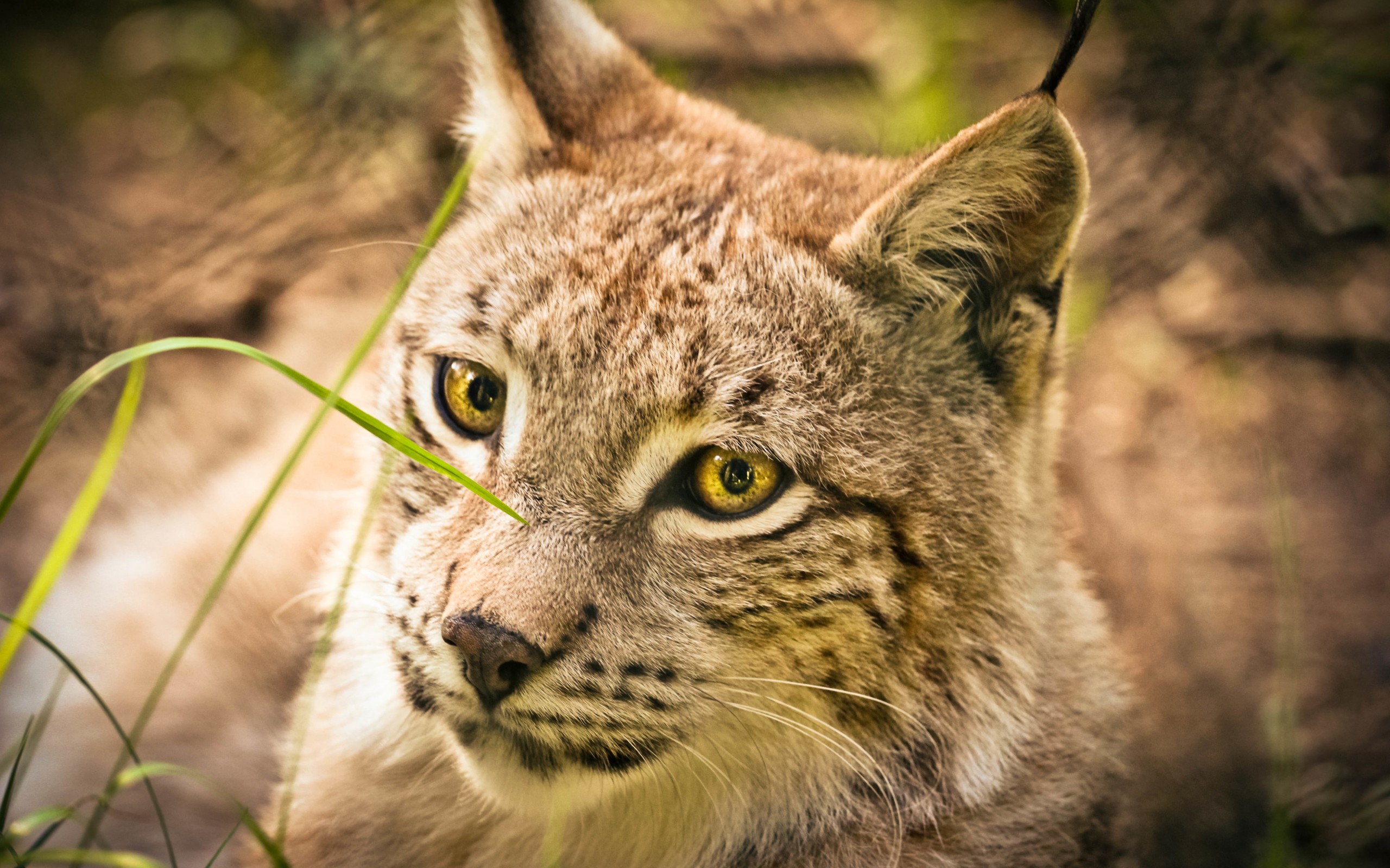 Handy-Wallpaper Tiere, Katzen, Luchs kostenlos herunterladen.