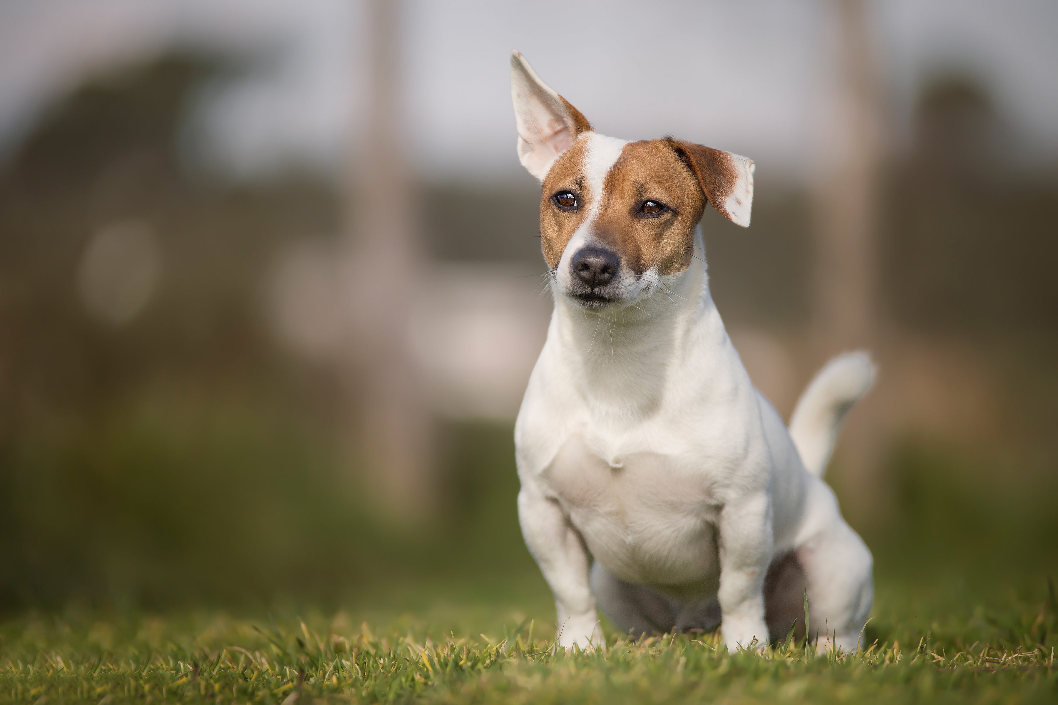 jack russell terrier, animal, depth of field, dog, grass, dogs