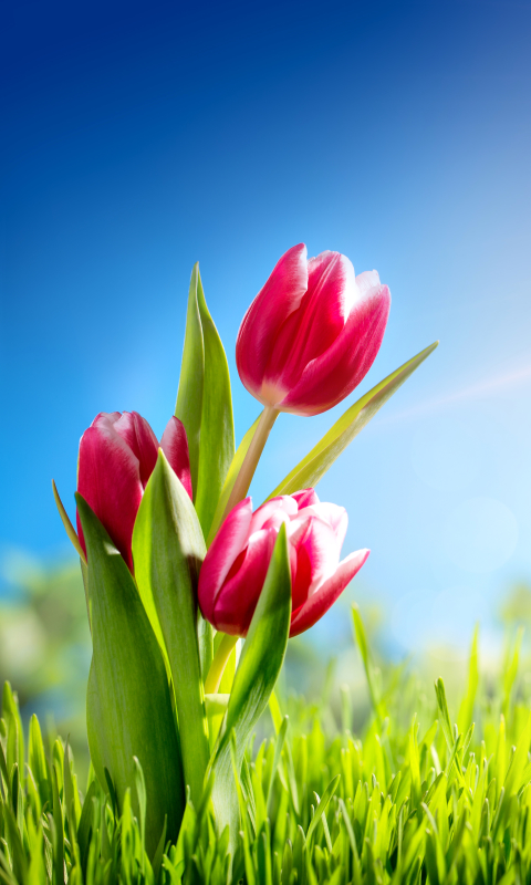 Download mobile wallpaper Nature, Flowers, Grass, Flower, Earth, Tulip, Sunny, Sunbeam, Pink Flower, Sunbean for free.