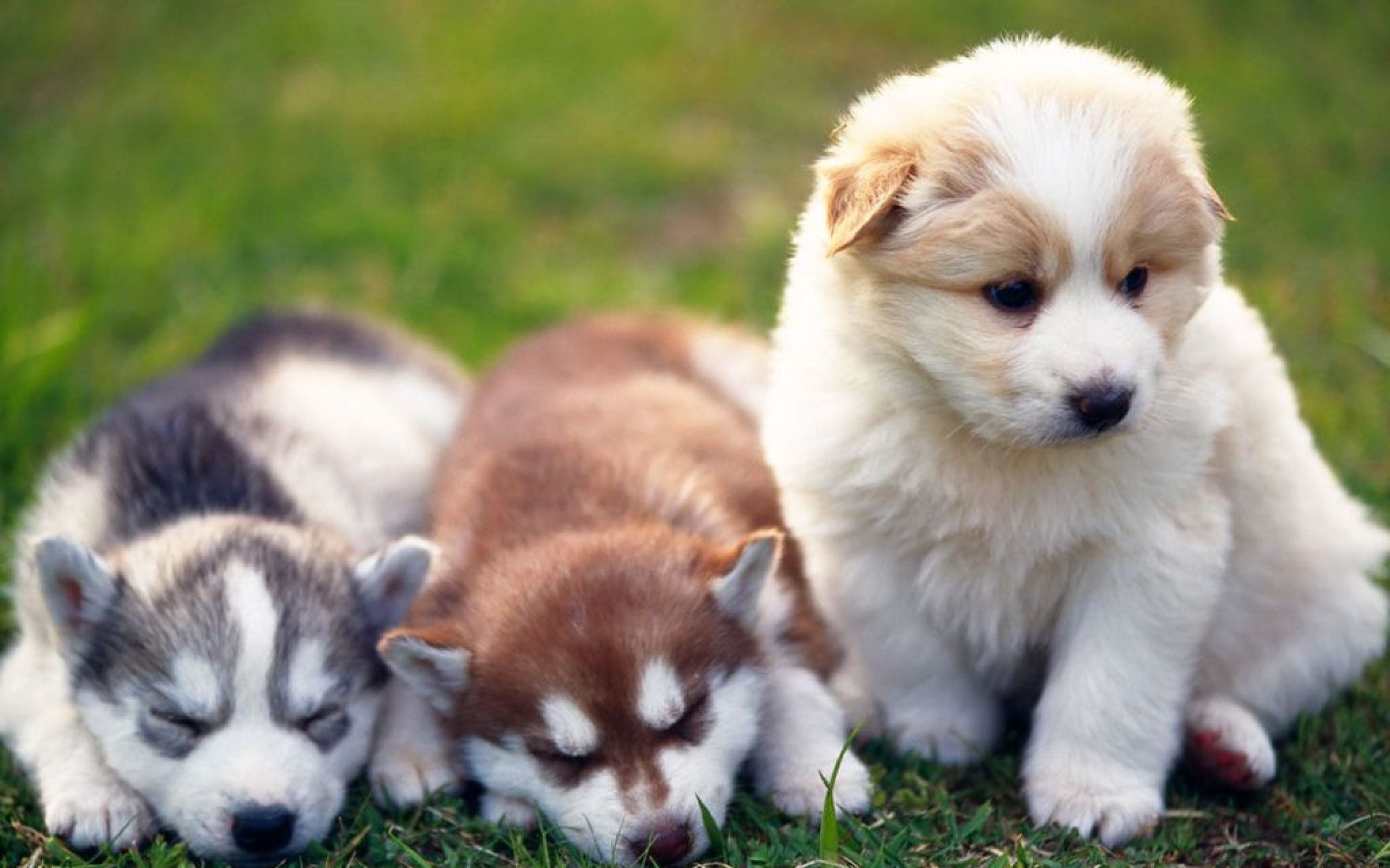 Download mobile wallpaper Dogs, Animal, Puppy for free.