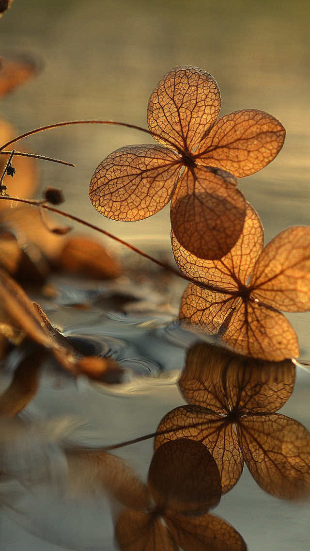 Handy-Wallpaper Natur, Wasser, Erde/natur, Spiegelung, Planze, Betrachtung kostenlos herunterladen.