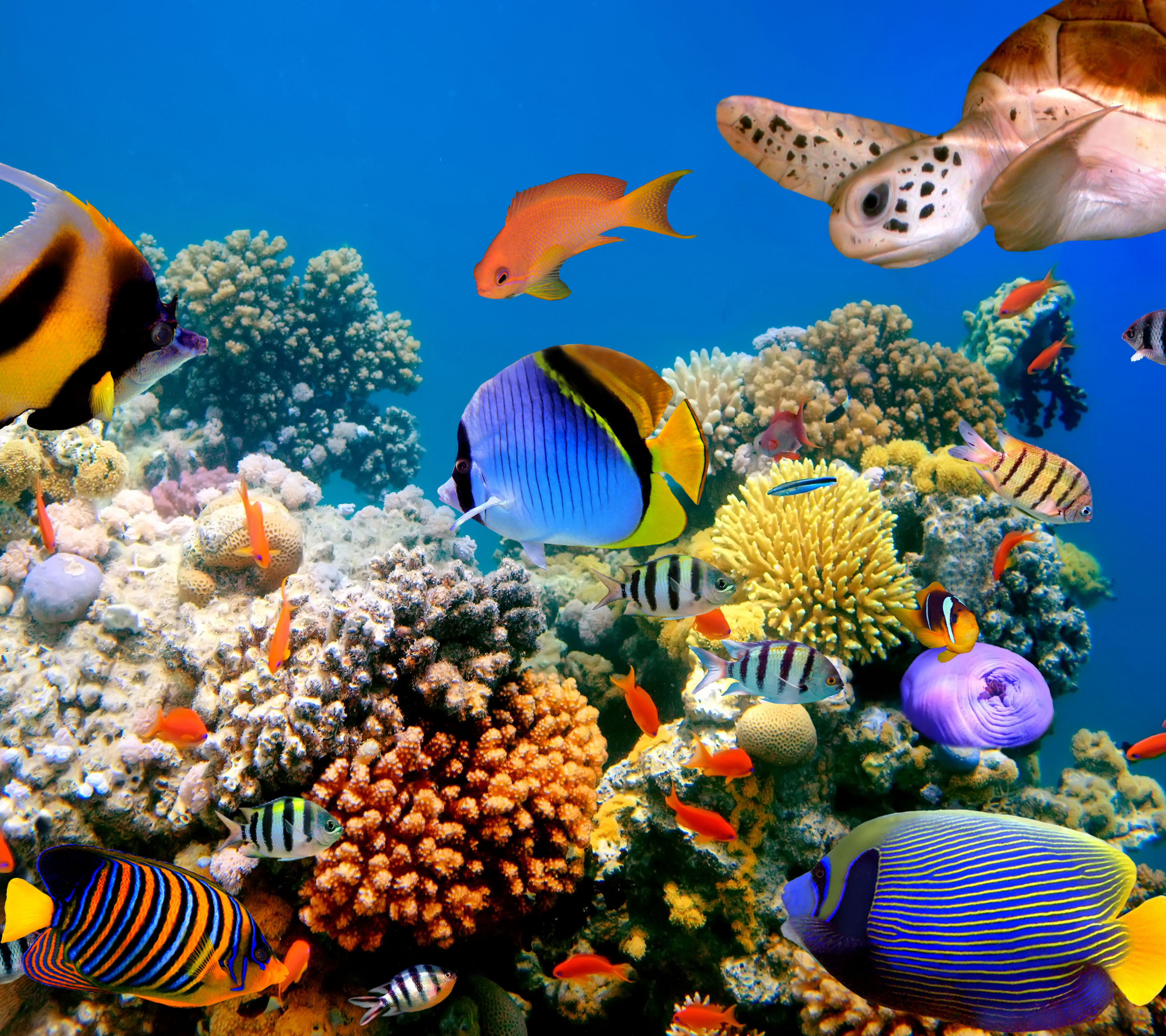 1104791 завантажити картинку тварина, риба, черепаха, кораловий риф, під водою, риби - шпалери і заставки безкоштовно